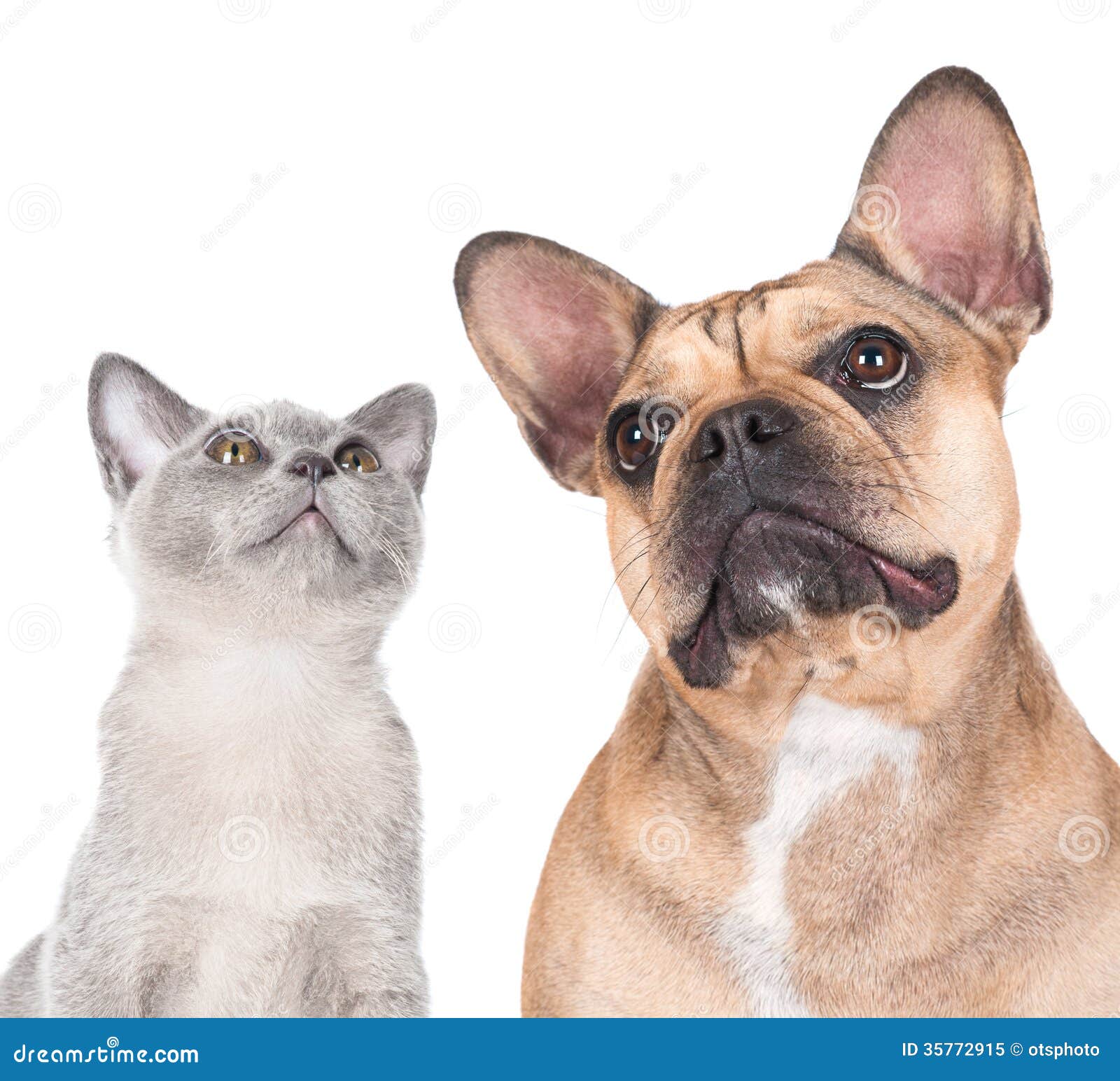 free clipart of dog and cat together - photo #28