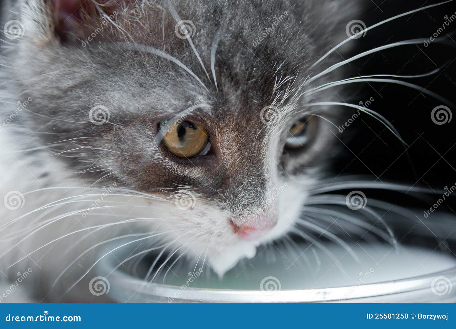 Cat Drinking Milk Stock Photo - Image: 25501250