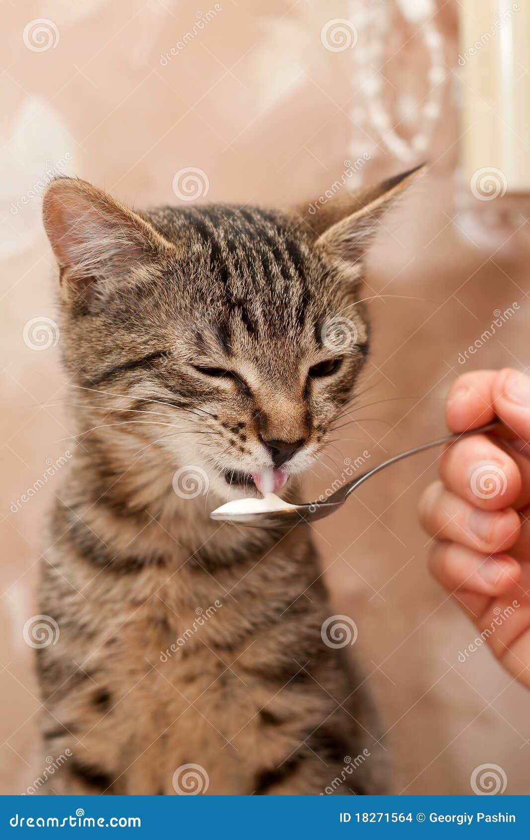 cat-eats-spoon-18271564.jpg