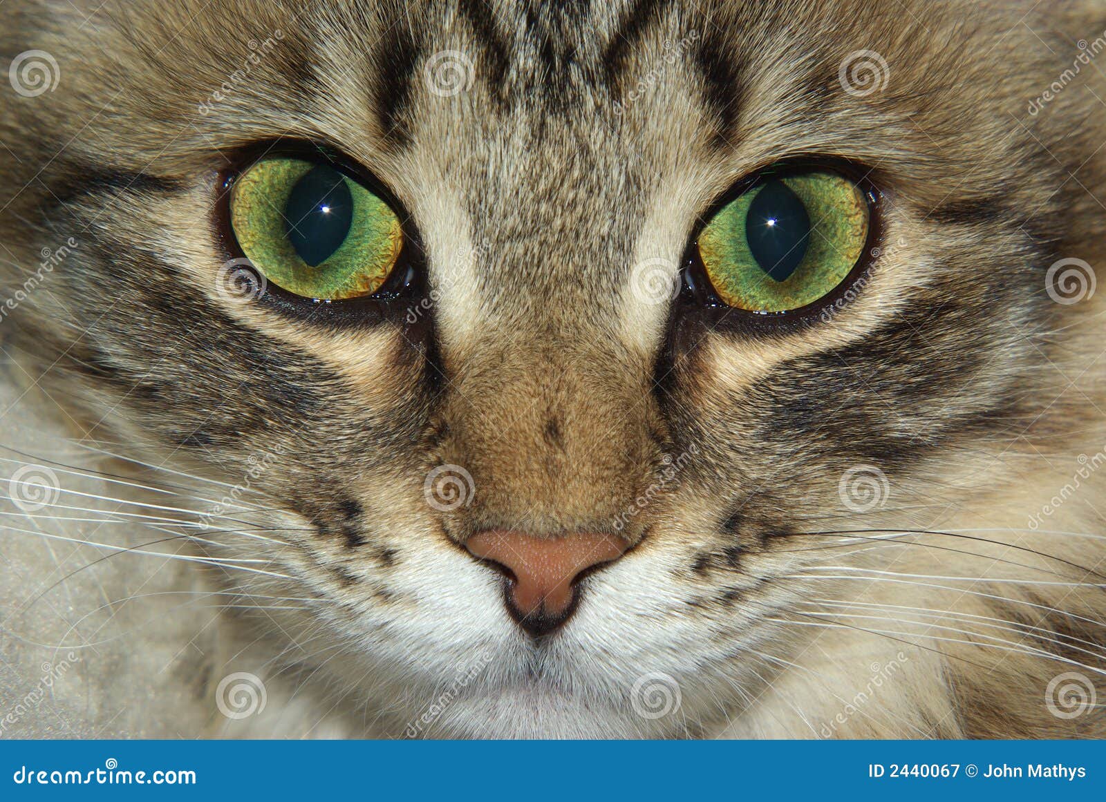 Cat Eyes Royalty Free Stock Photography - Image: 2440067