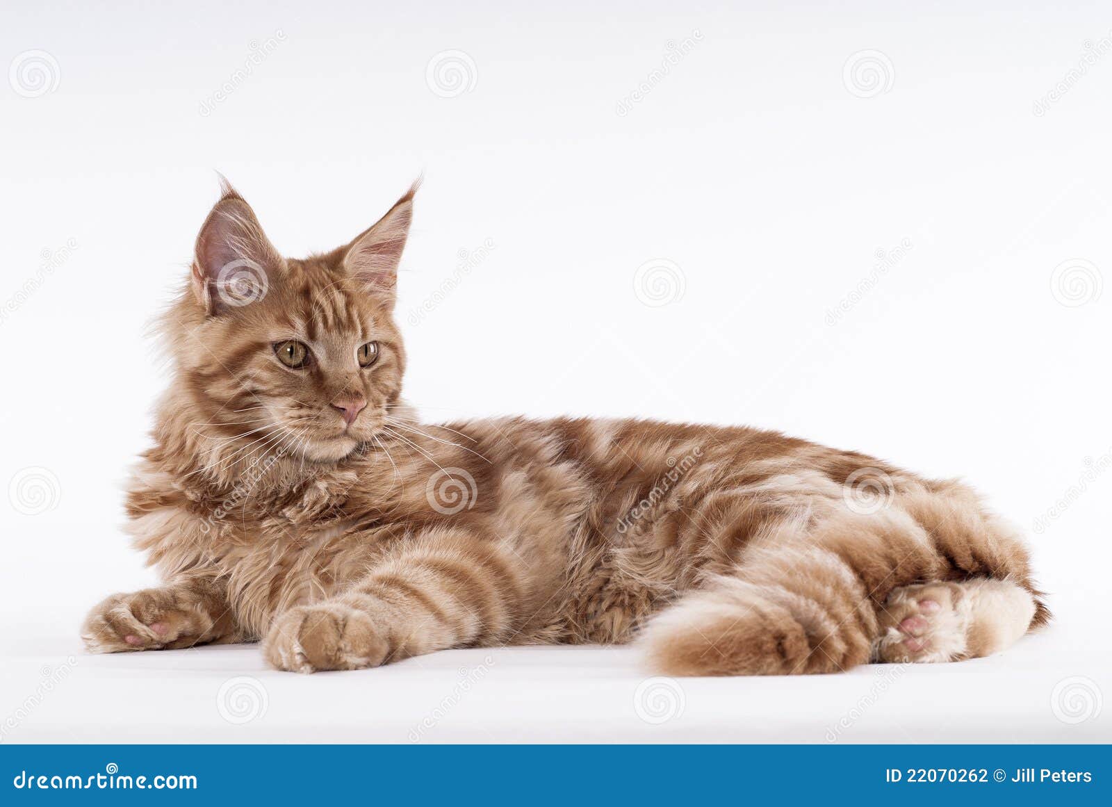 Cat Lying Stock Photography Image: 22070262 Cat Lying Stock Photography Image: 22070262