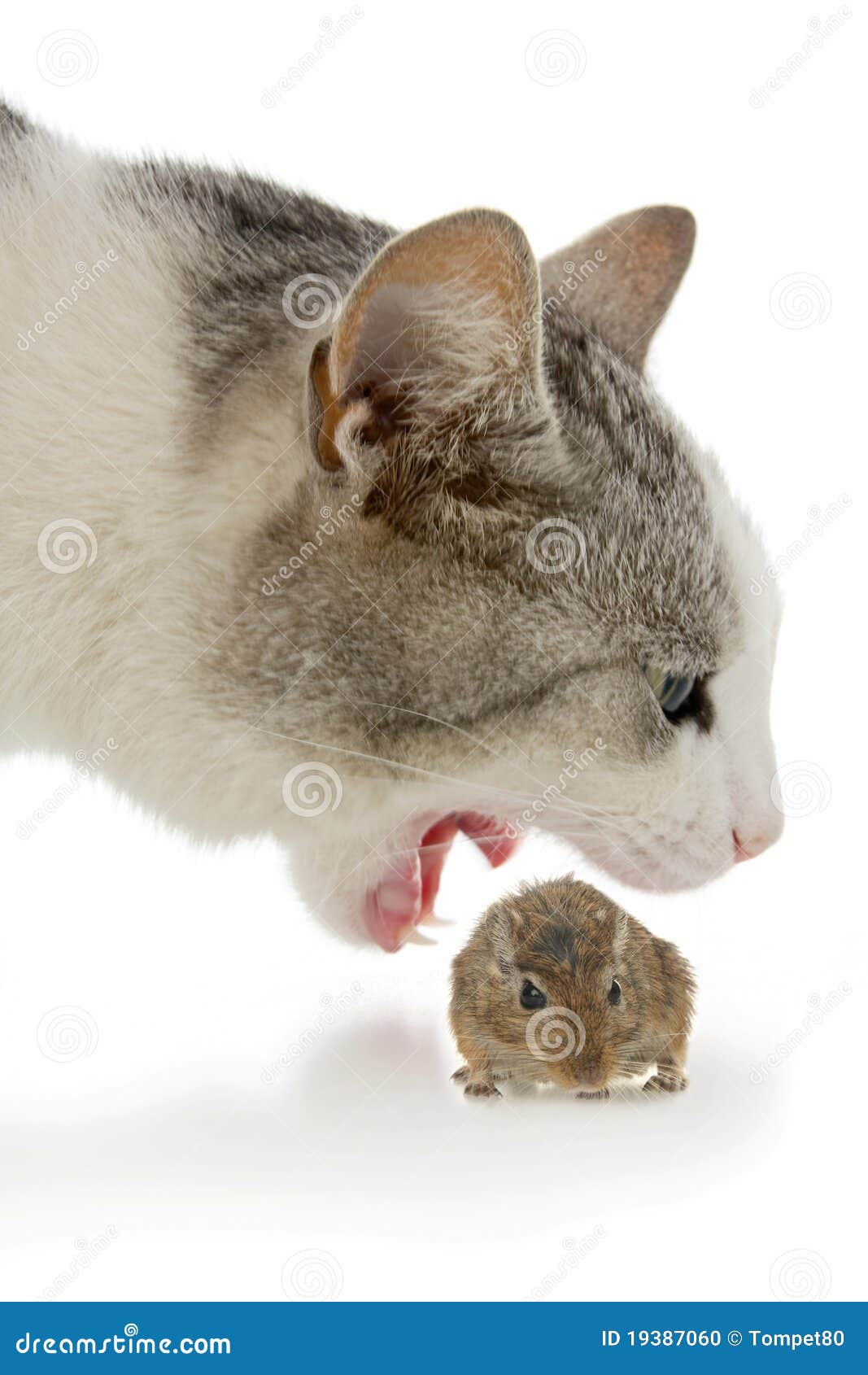 Cat And Mouse Stock Photo Image 19387060
