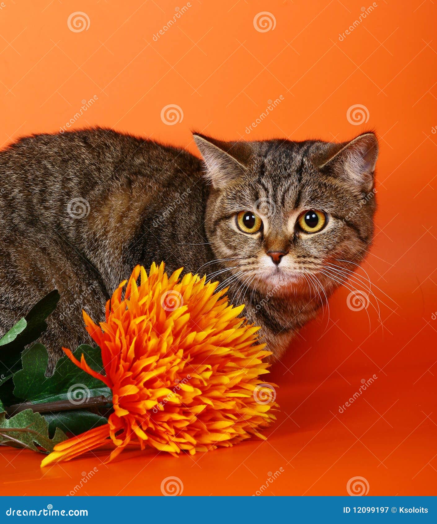 Portrait of the British cat on an orange background with an orange 