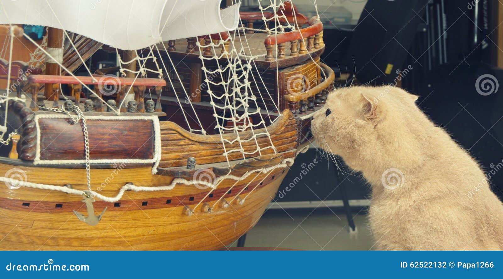 Scottish Fold cat sniffs sailboat model home interiors.