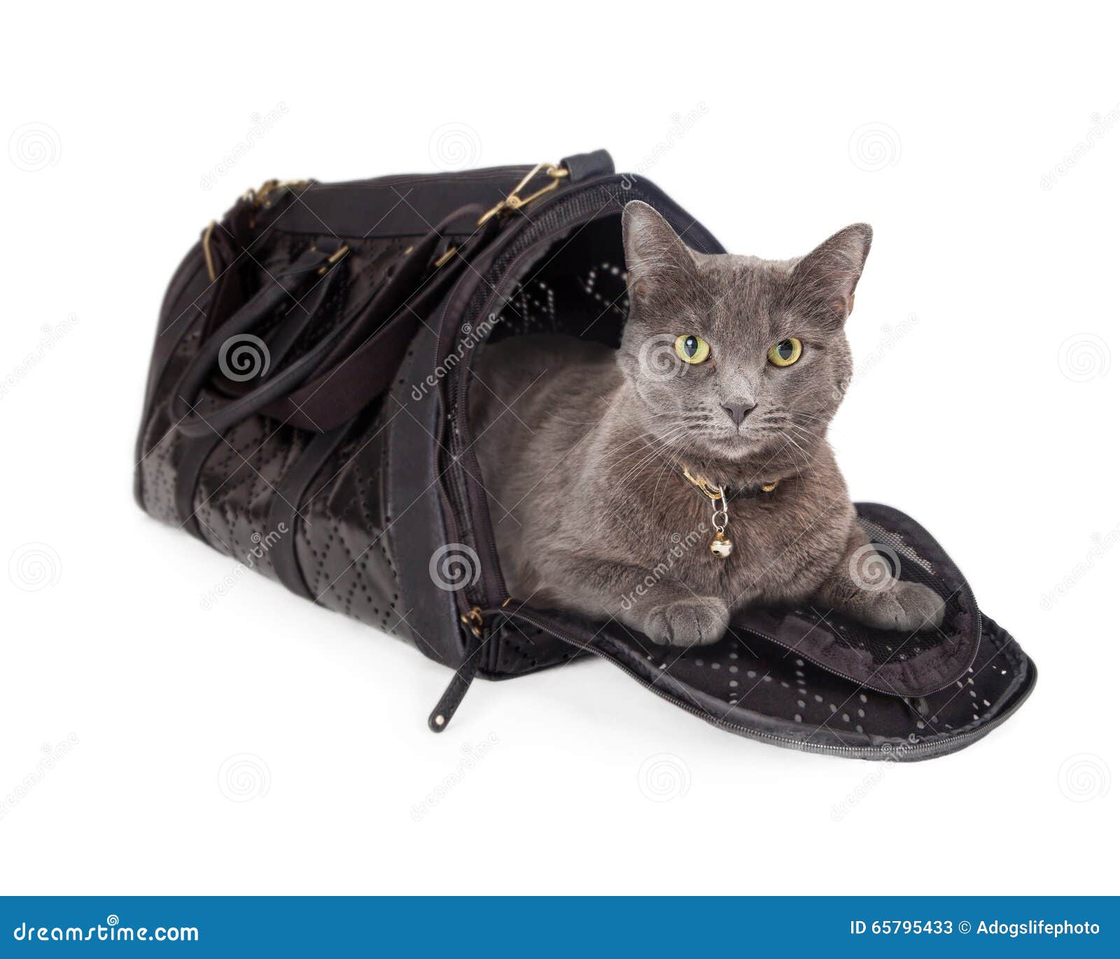 sedating cats for airline travel Successful flight with a cat begins long before the day of travel it requires planning and preparation in order to make the experience as enjoyable as possible for. sedating cats for airline travel Successful flight with a cat begins long before the day of travel it requires planning and preparation in order to make the experience as enjoyable as possible for.