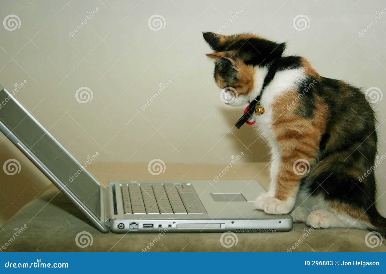 cat-using-computer-296803.jpg