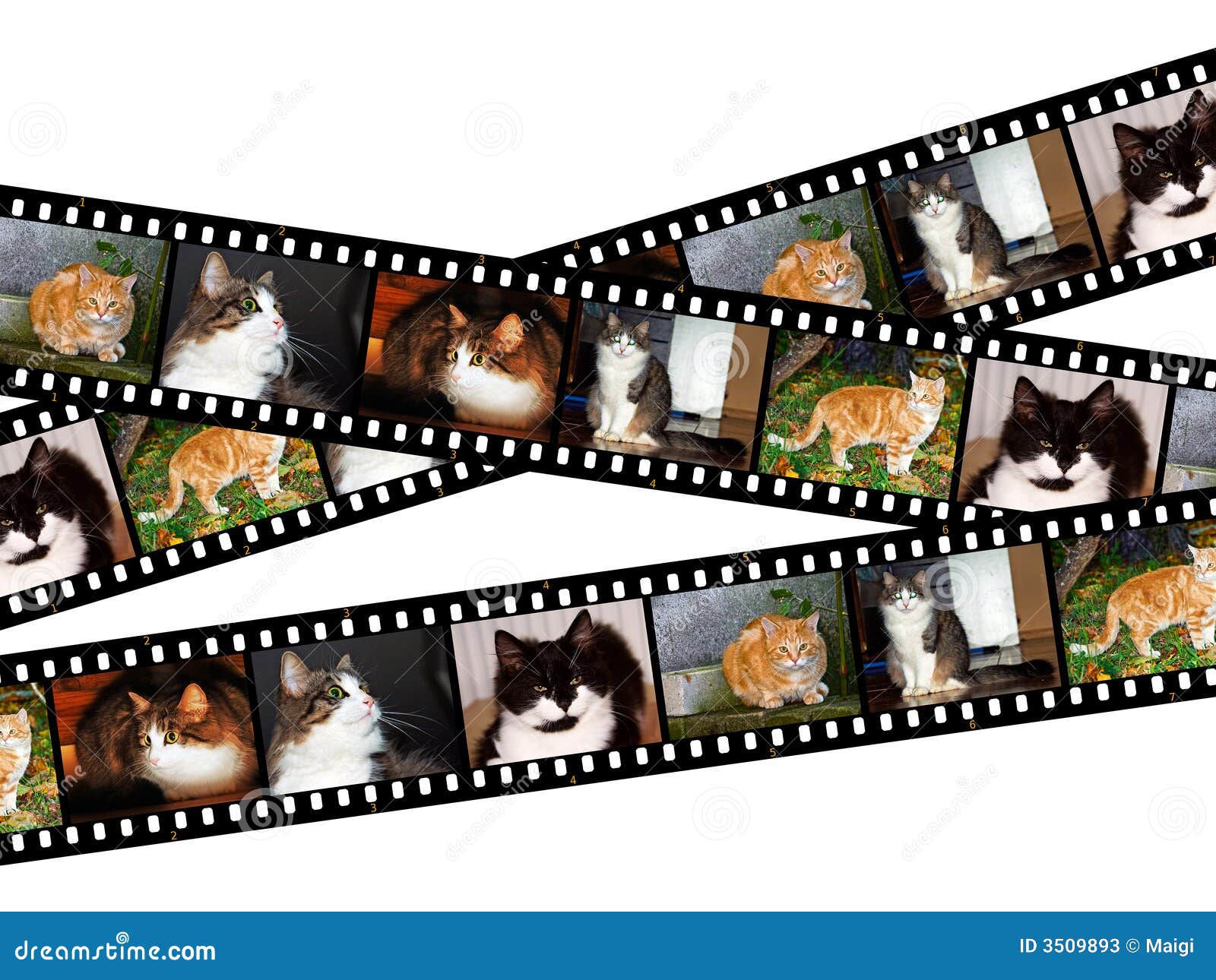 Cats Filmstrips