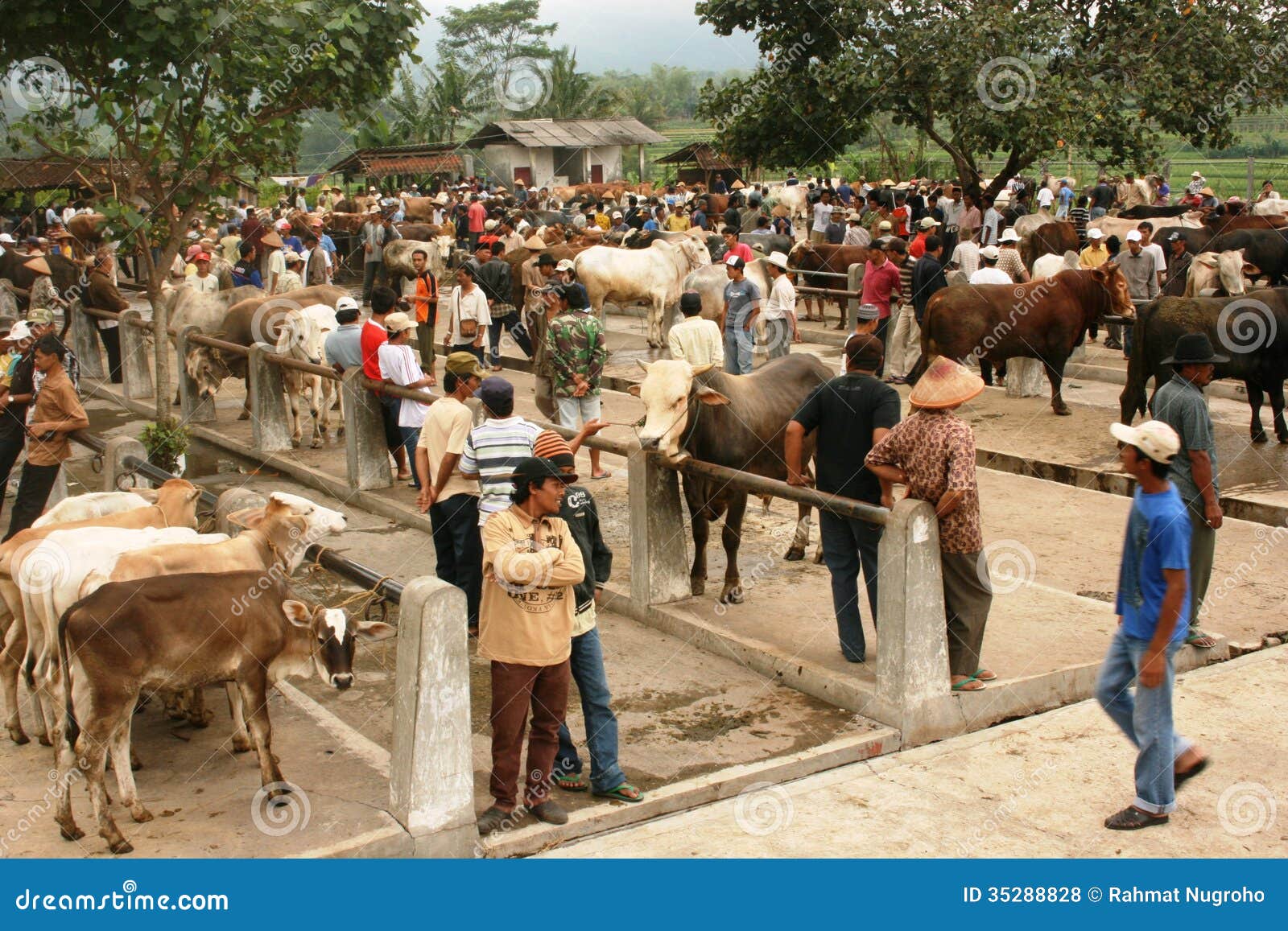 Download this Atmosphere The Cattle Market Asia Indonesia picture