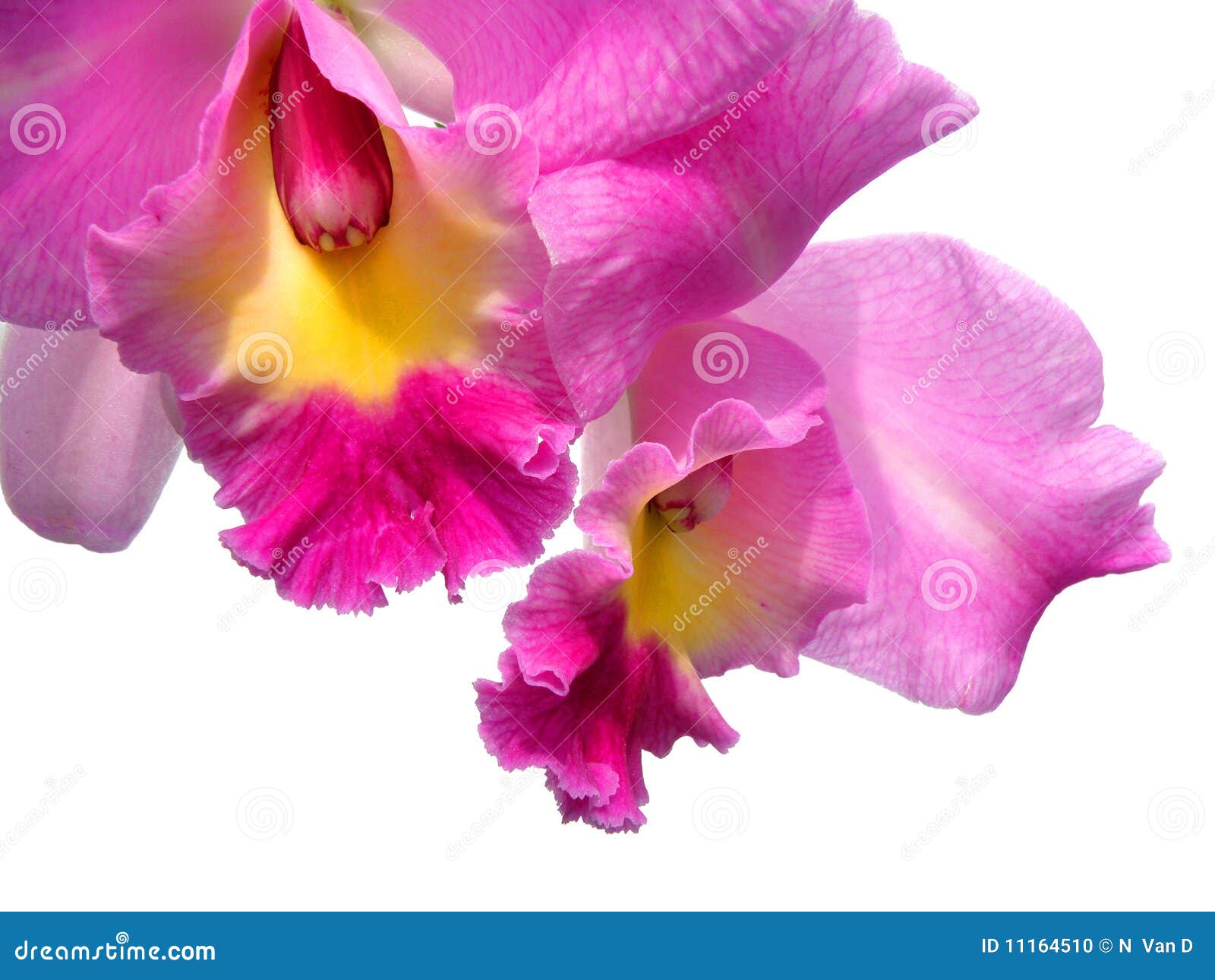 Orchid Cattleya