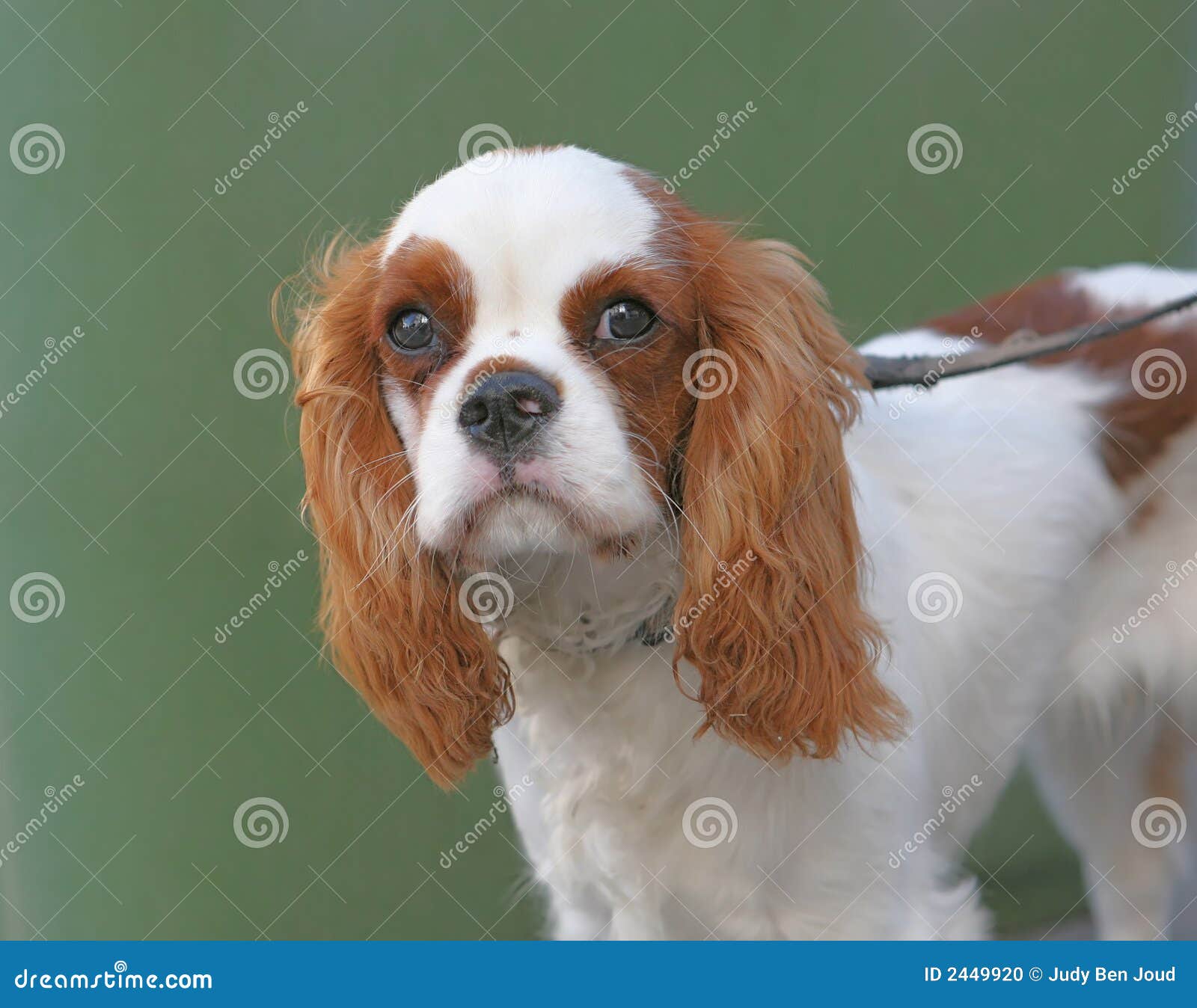 cavalier king charles spaniel clipart - photo #43