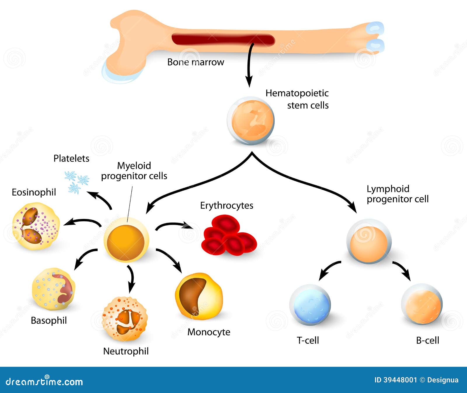 download gastric