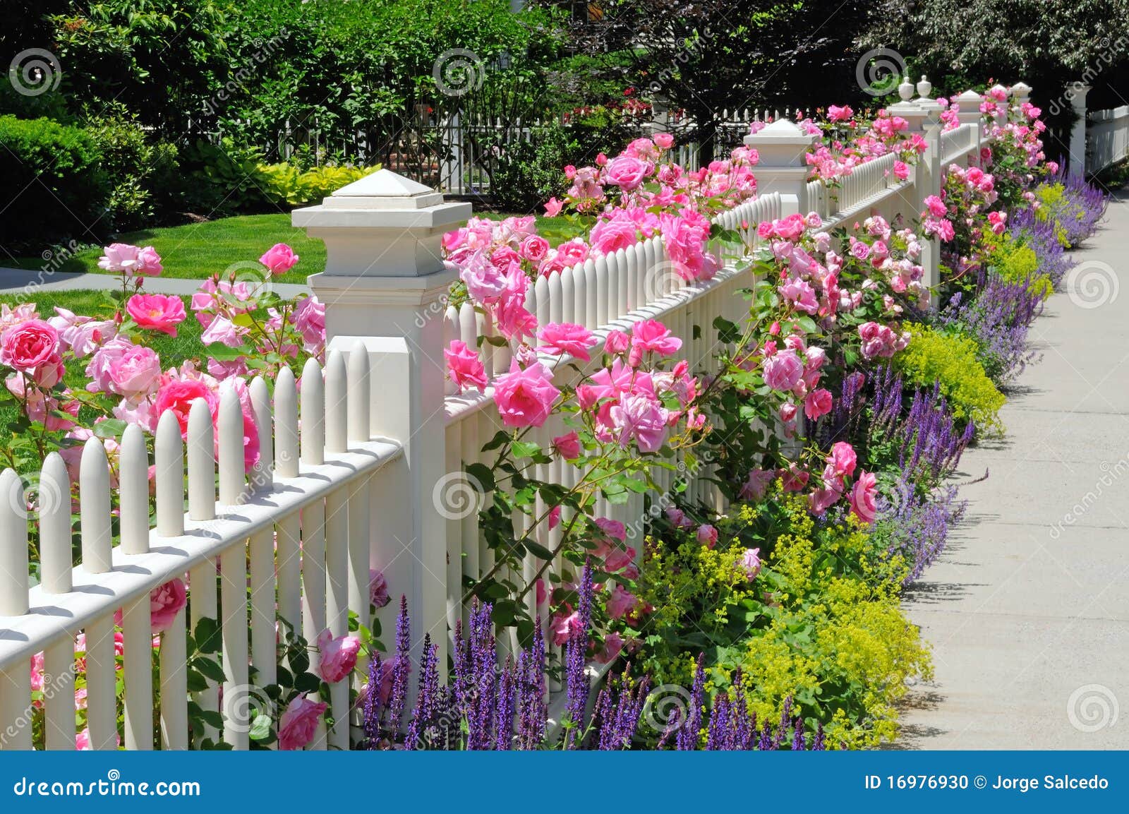 seu jorge zé do caroço download cerca do jardim rosas cor de rosa foto de stock seu jorge zé do caroço download cerca do jardim rosas cor de rosa foto de stock