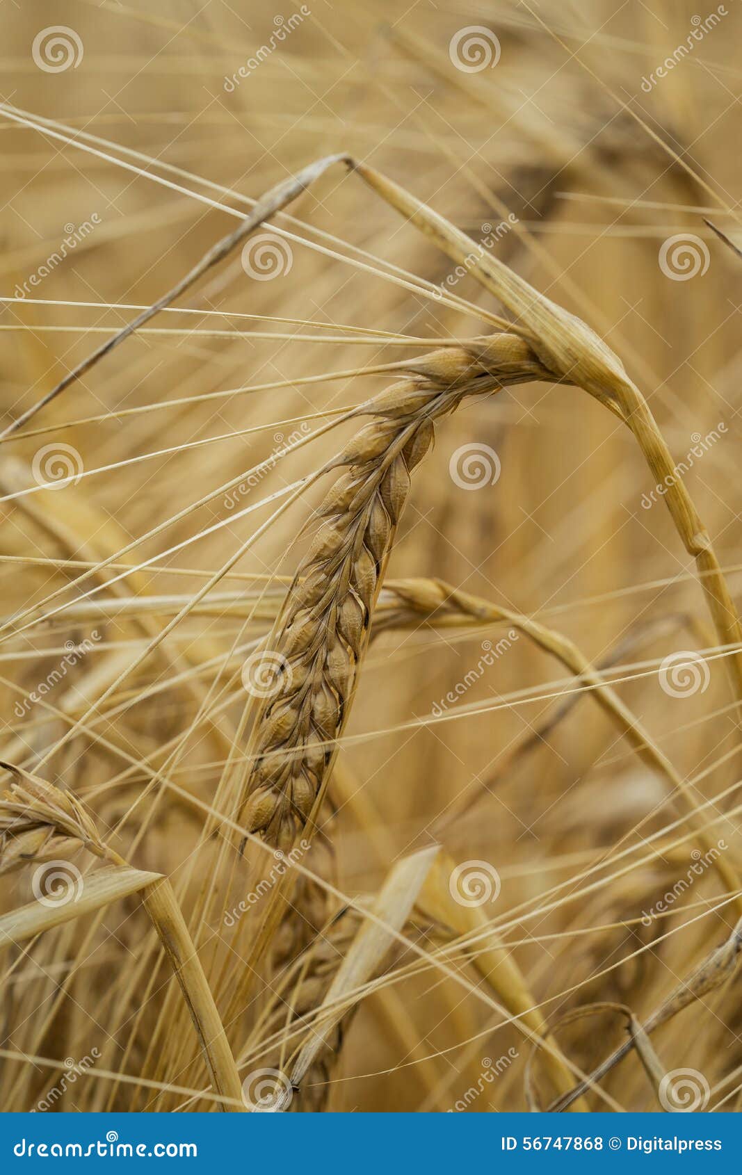 Agriculture Essay