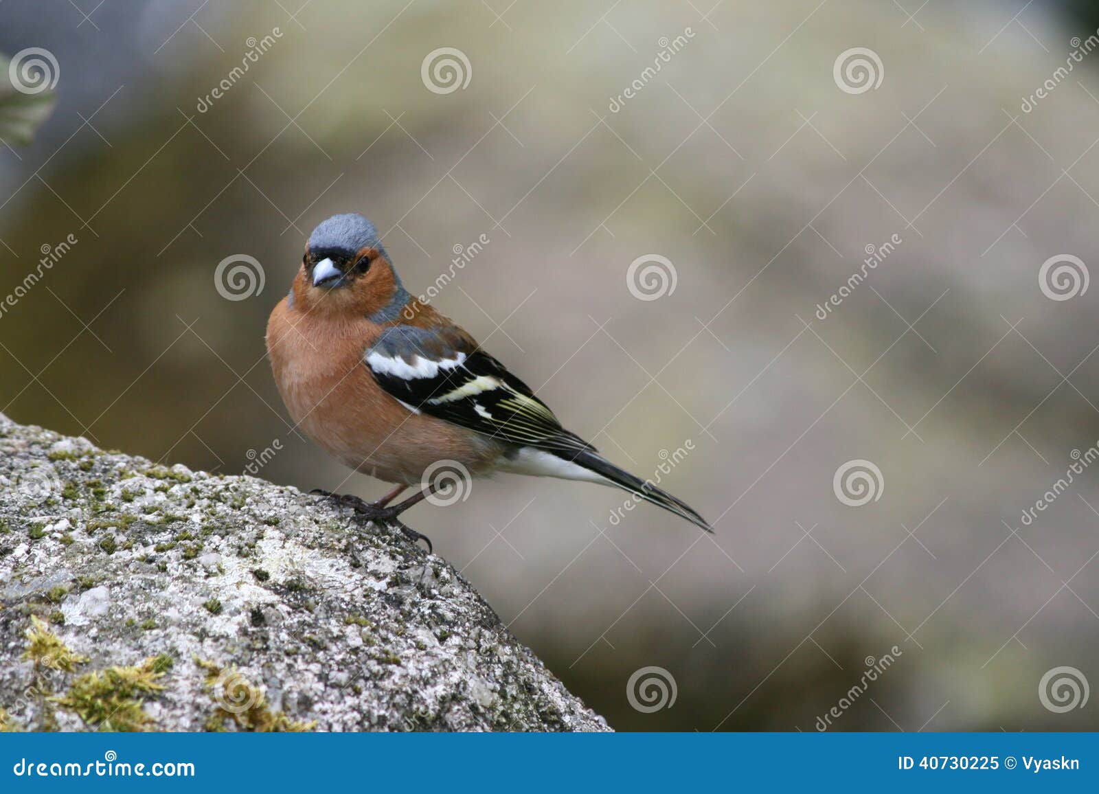 Bird Latin Names 19