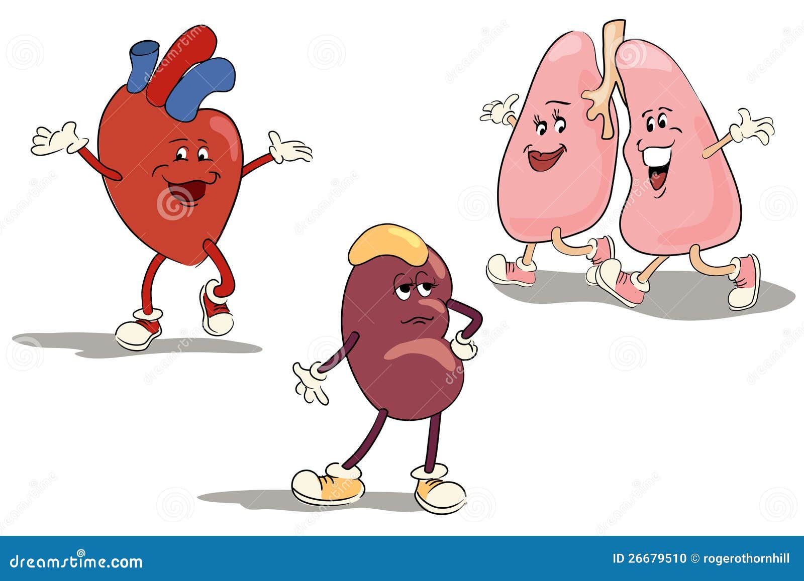 Image result for images of happy internal organs