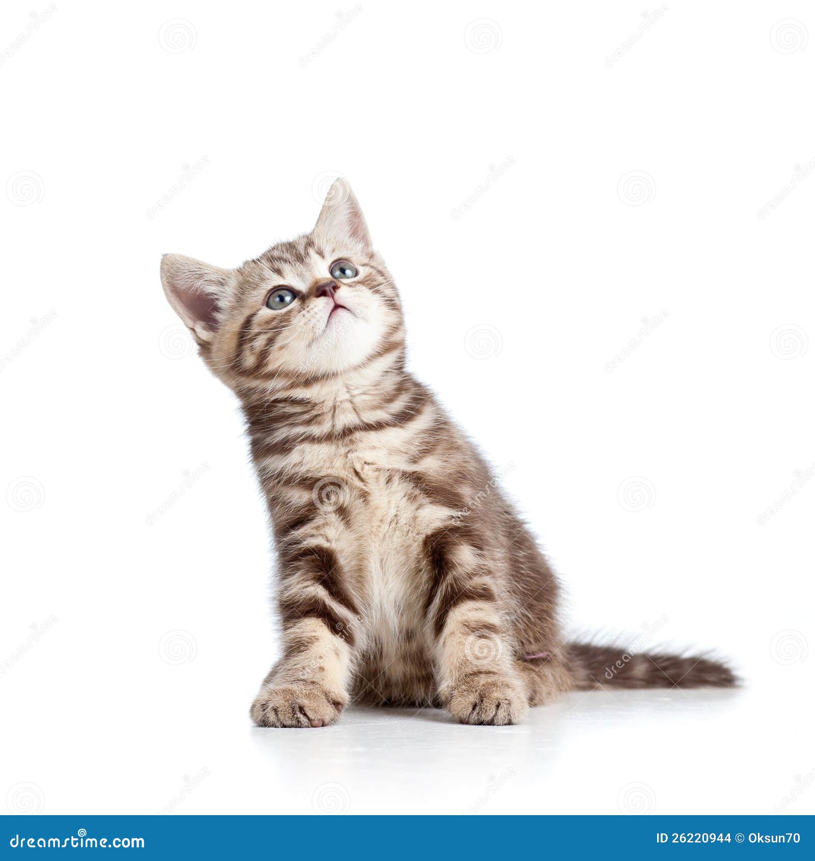 charming cat kitten looking up 26220944