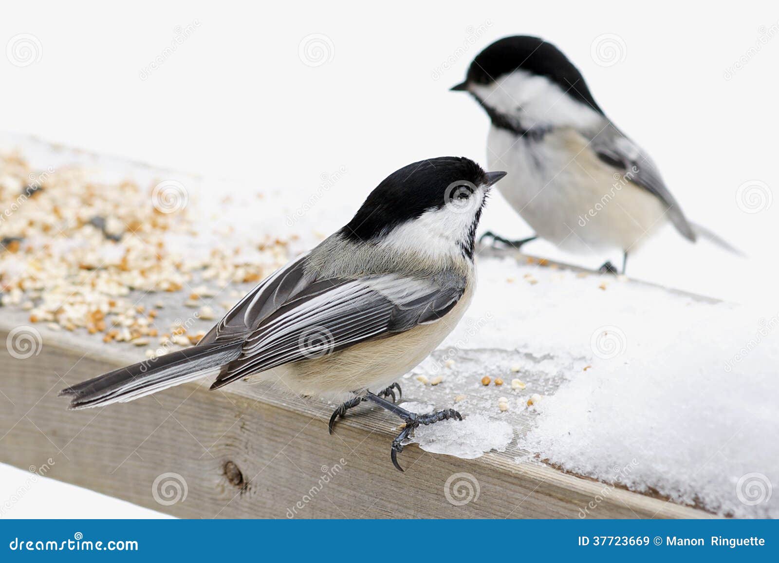 chickadees feeding in backyard royalty free stock images chickadees feeding in backyard royalty free stock images