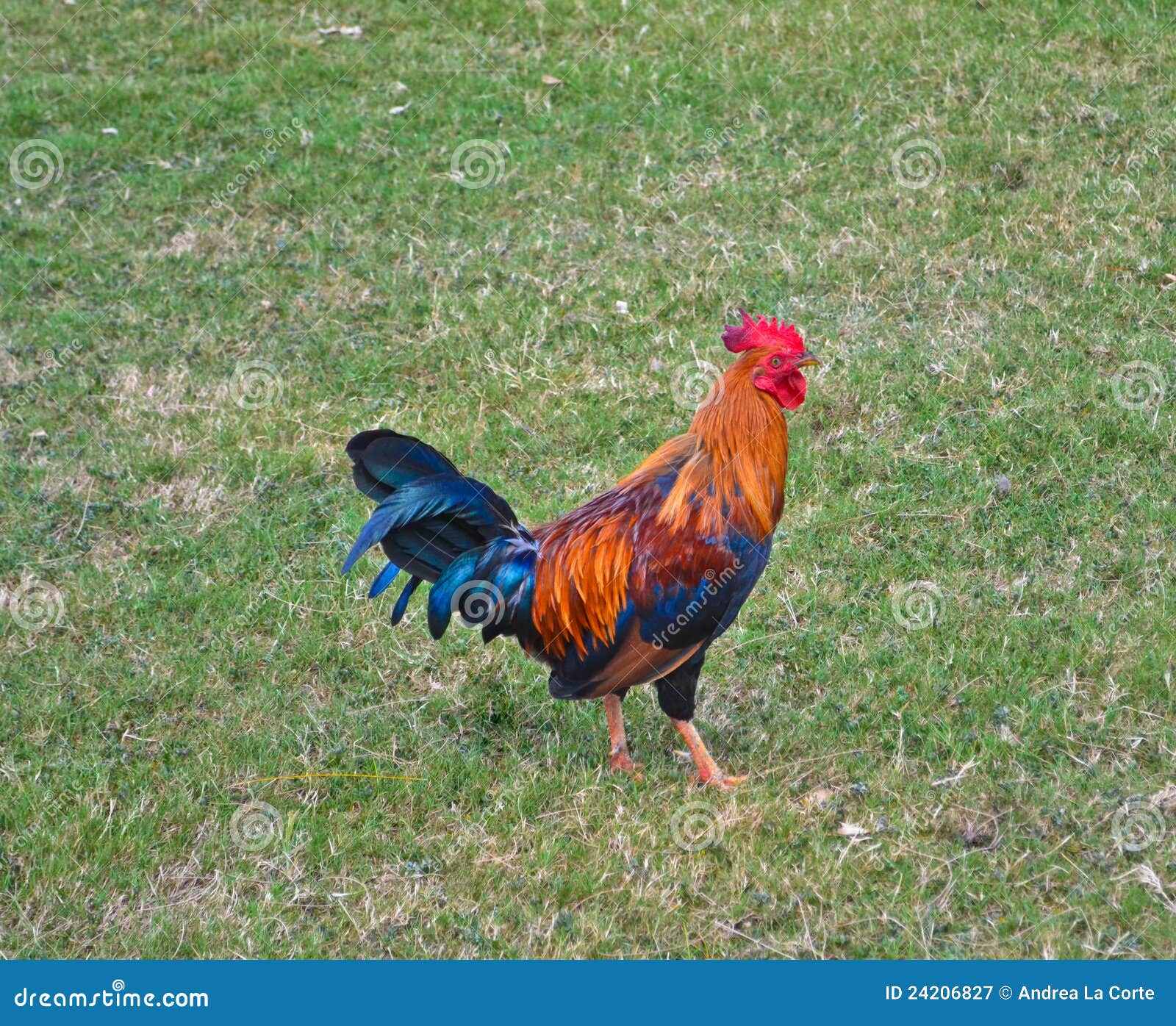 Afficher l'image d'origine