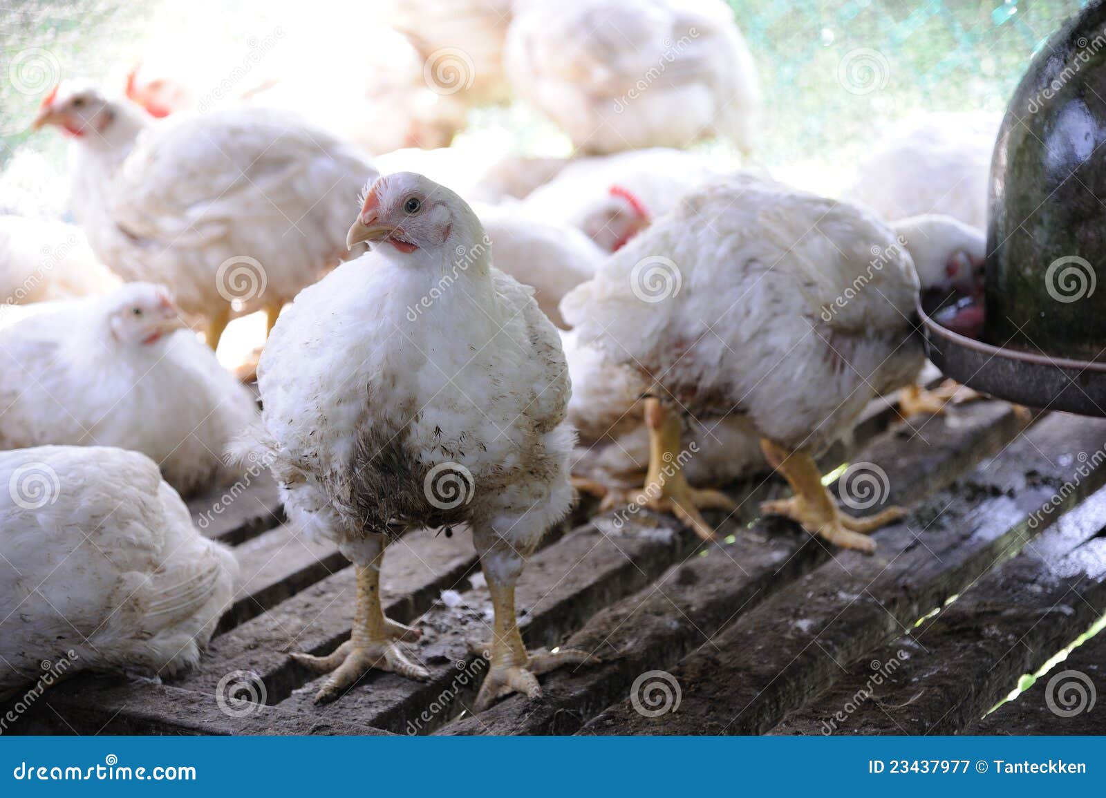 High Resolution Chicken Farm