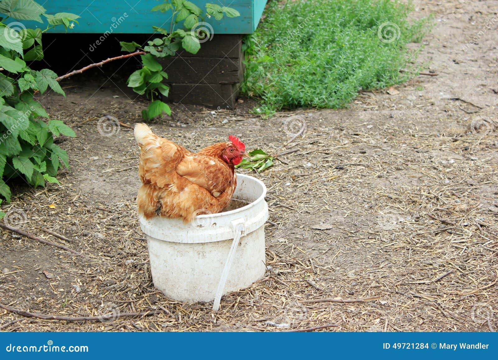 Chicken sitting in a water bucket in a chicken coop.