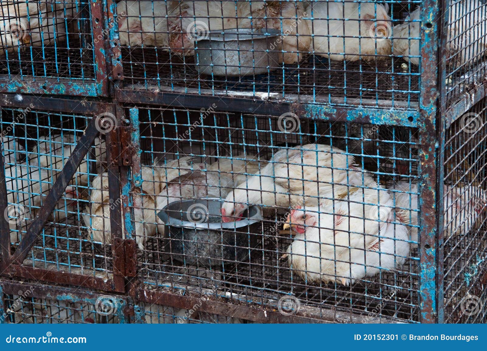 Caged Chickens for sale in India.