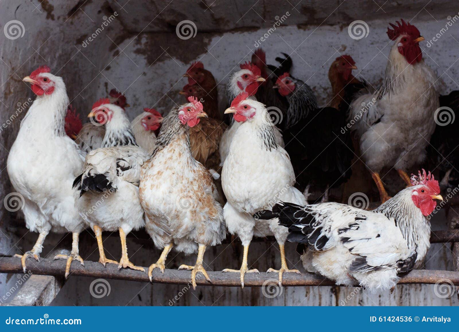 [Image: chickens-henhouse-herd-domestic-birds-ba...424536.jpg]