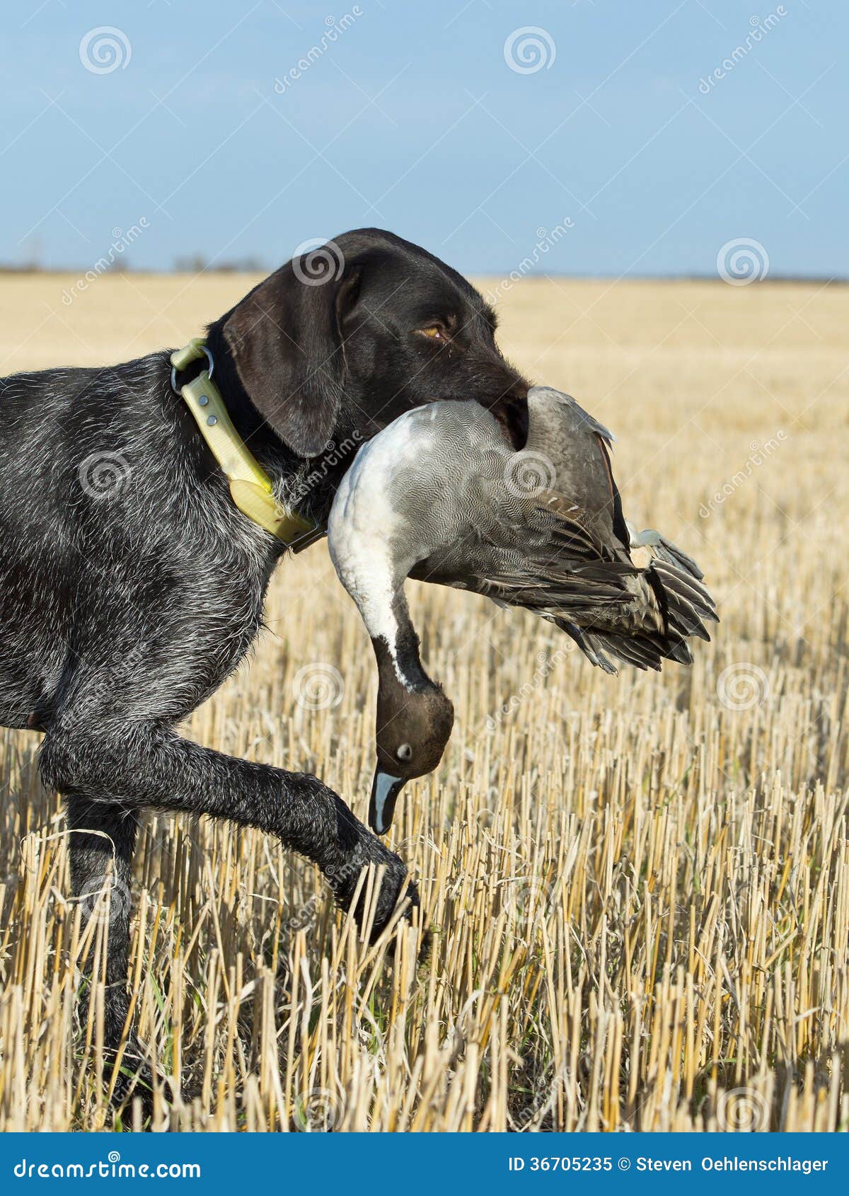 Duck Hunting Dog Training Duck Hunting Dog Training