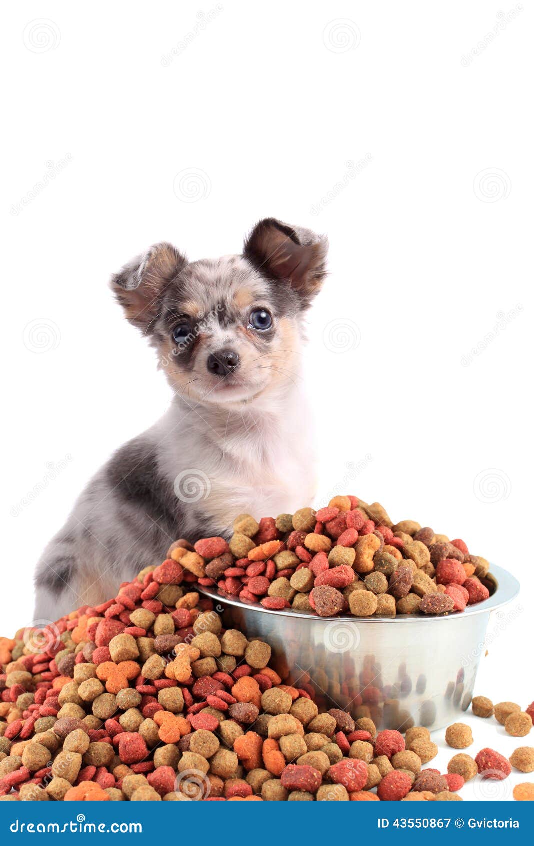 chihuahua food chihuahua and food stock photo image 43550867 chihuahua food chihuahua and food stock photo image 43550867