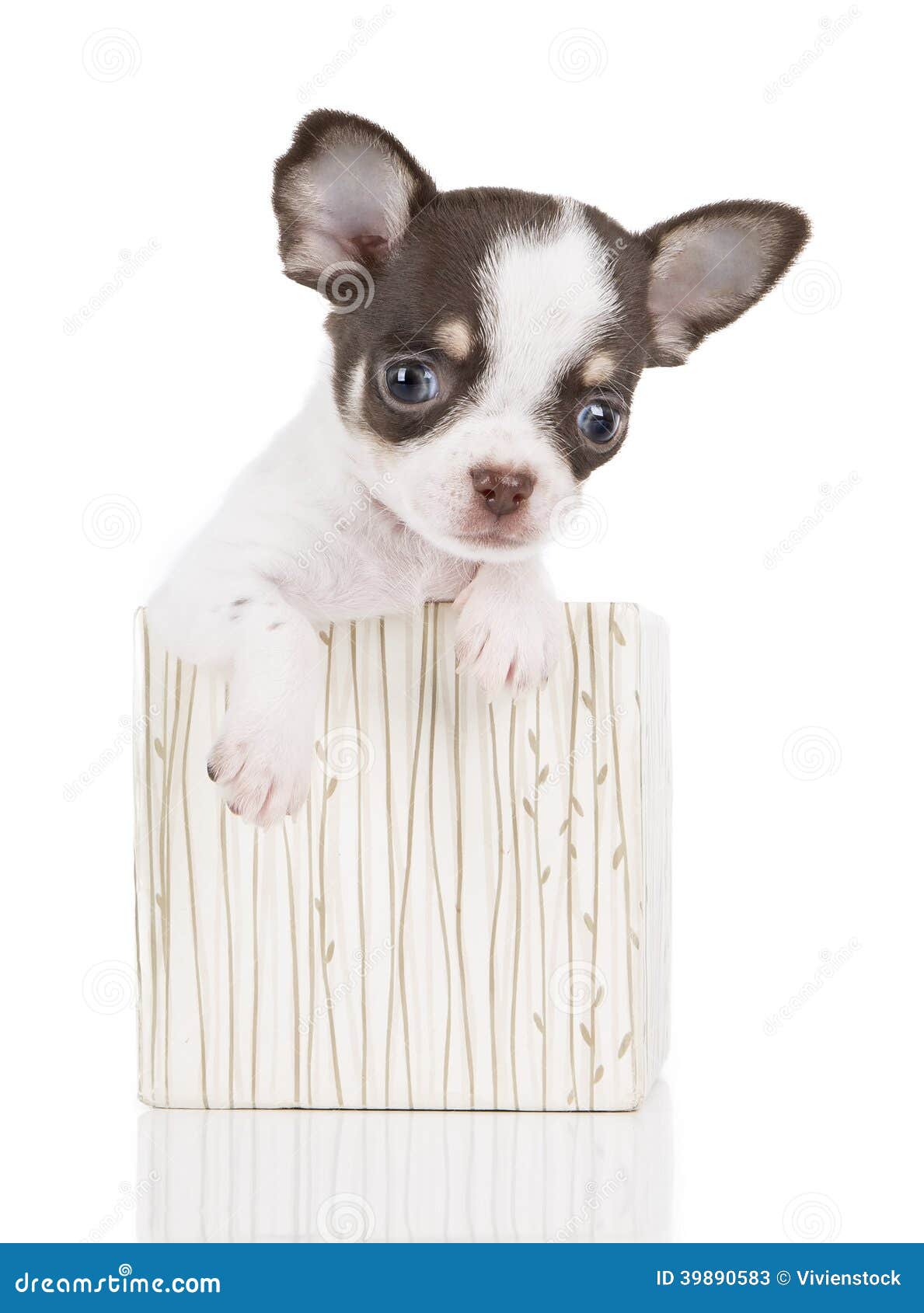puppy in a box chihuahua puppy in a box stock photo image 39890583 puppy in a box chihuahua puppy in a box stock photo image 39890583