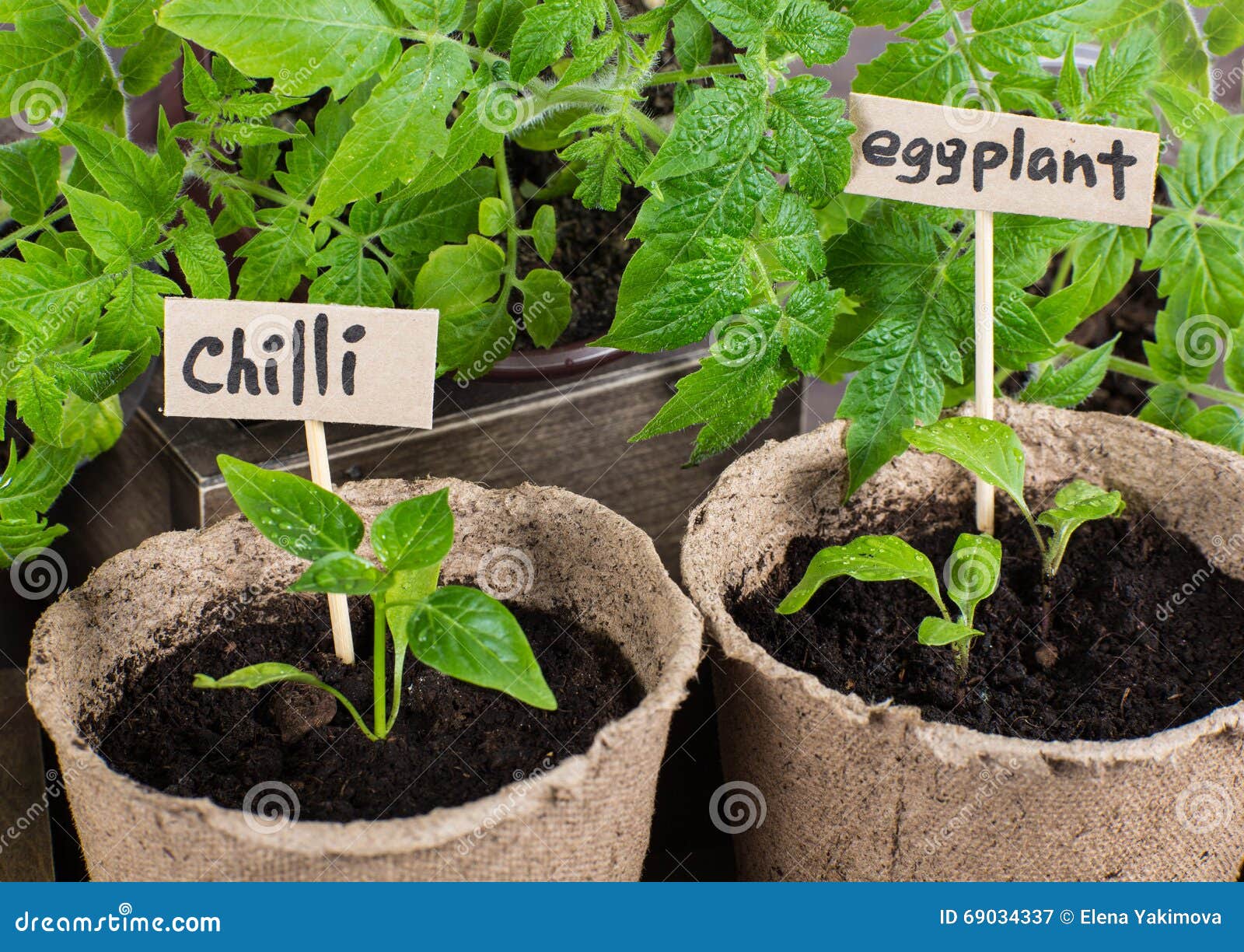 How to Grow Eggplants in Pots forecasting How to Grow Eggplants in Pots recommend