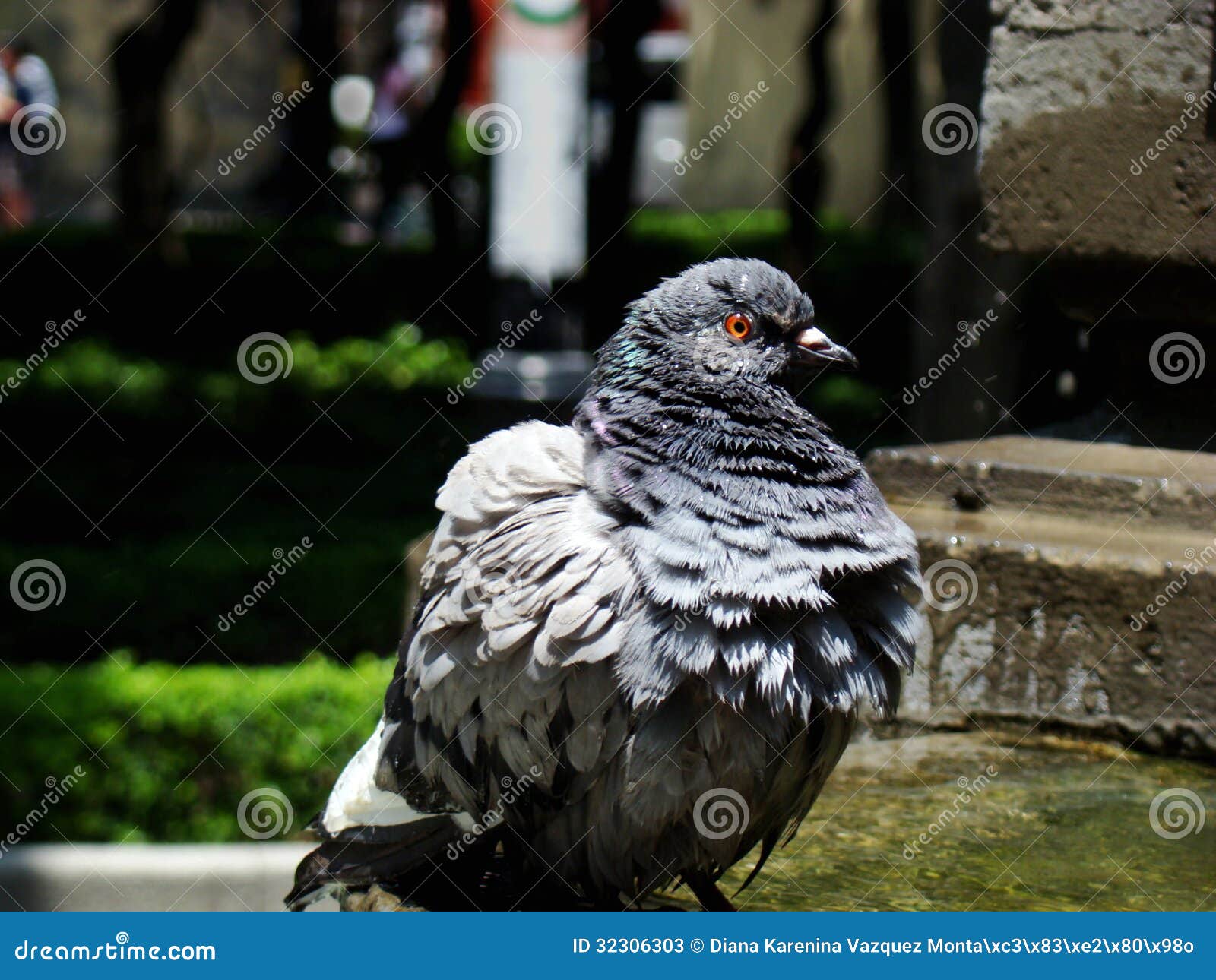  - chillin-fun-bath-wet-fluffy-pidgeon-out-side-fountain-taking-nice-32306303