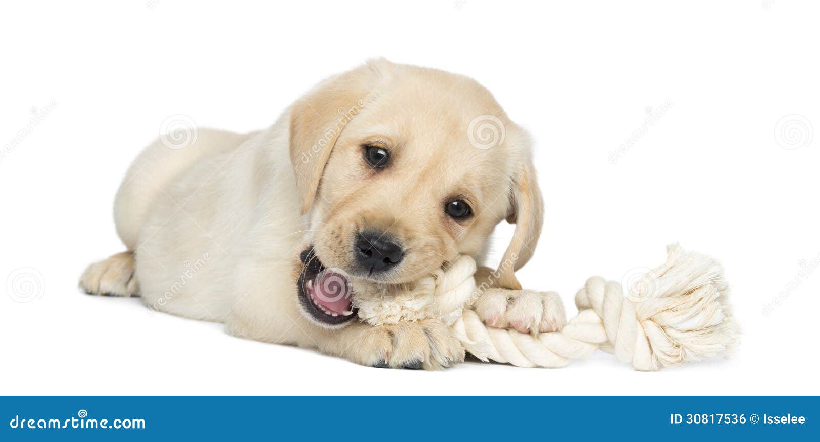 Chiot De Labrador Retriever, 2 Mois, Se Trouvant Et Chiot De Labrador Retriever, 2 Mois, Se Trouvant Et