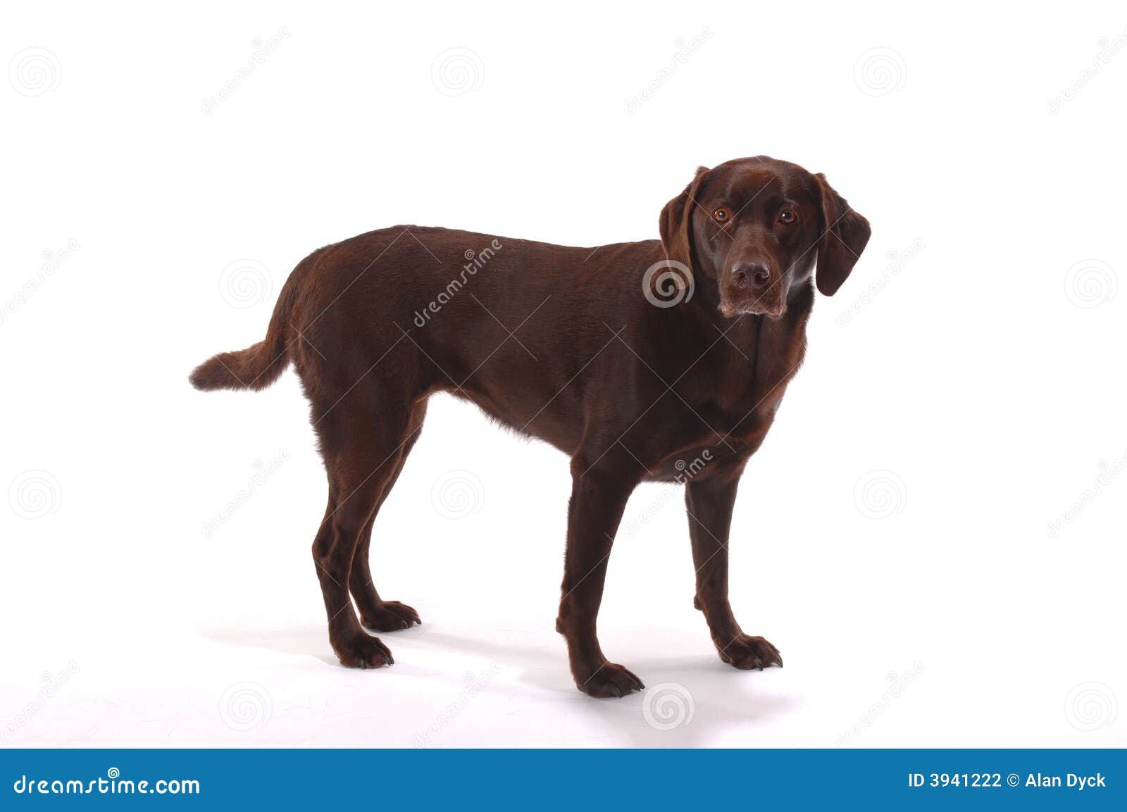 Cholate Lab Standing Stock Photography Image 3941222