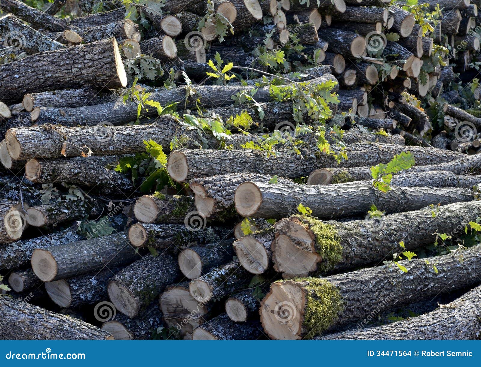 danger of deforestation Brazil once had the highest deforestation rate in the world and in 2005 still had the largest area of forest removed annually since 1970, over 700,000 square. danger of deforestation Brazil once had the highest deforestation rate in the world and in 2005 still had the largest area of forest removed annually since 1970, over 700,000 square.