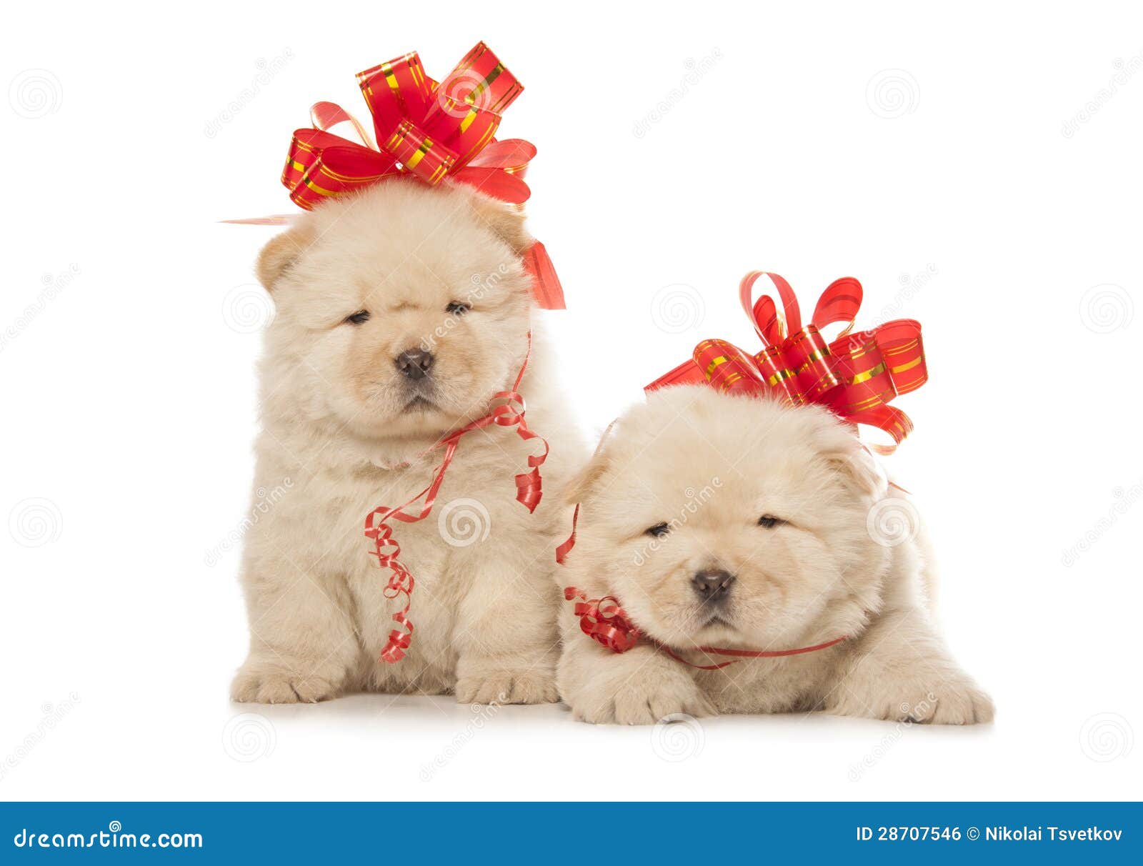 puppies with bows chow chow puppies with big bows royalty free stock image image 28707546 puppies with bows chow chow puppies with big bows royalty free stock image image 28707546