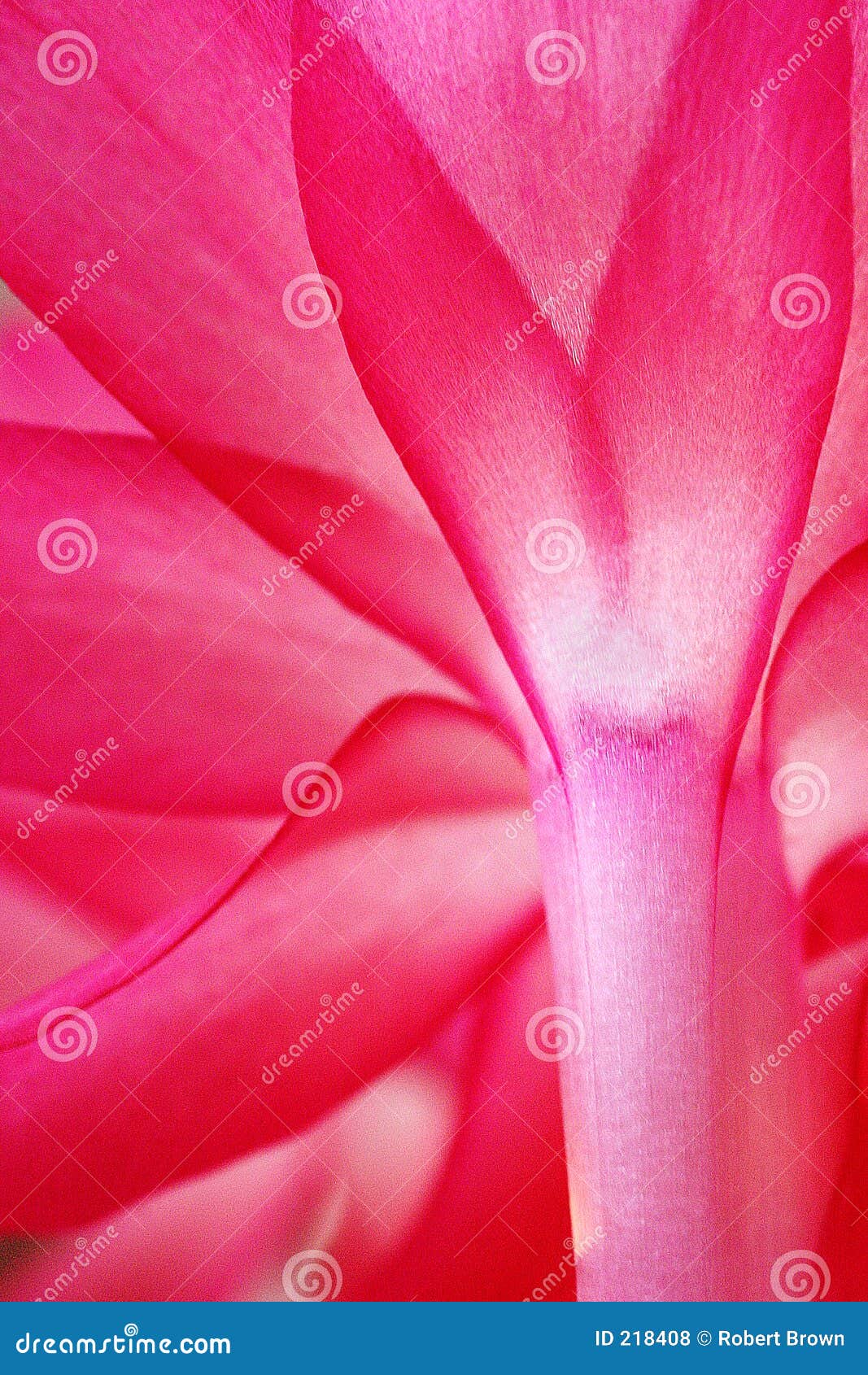 christmas cactus royalty free stock photos image 218408 christmas cactus budding
