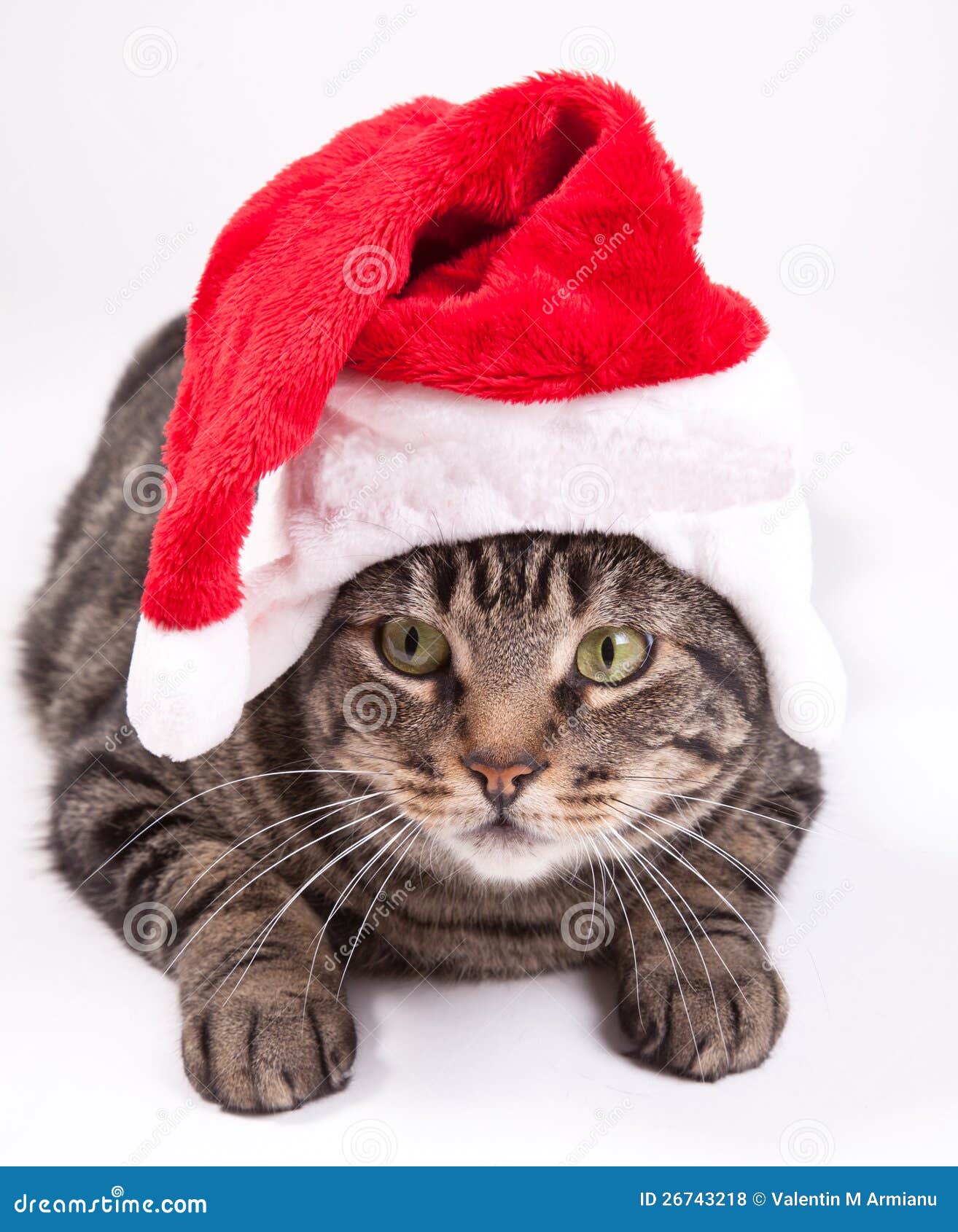 christmas cat clip art free - photo #26