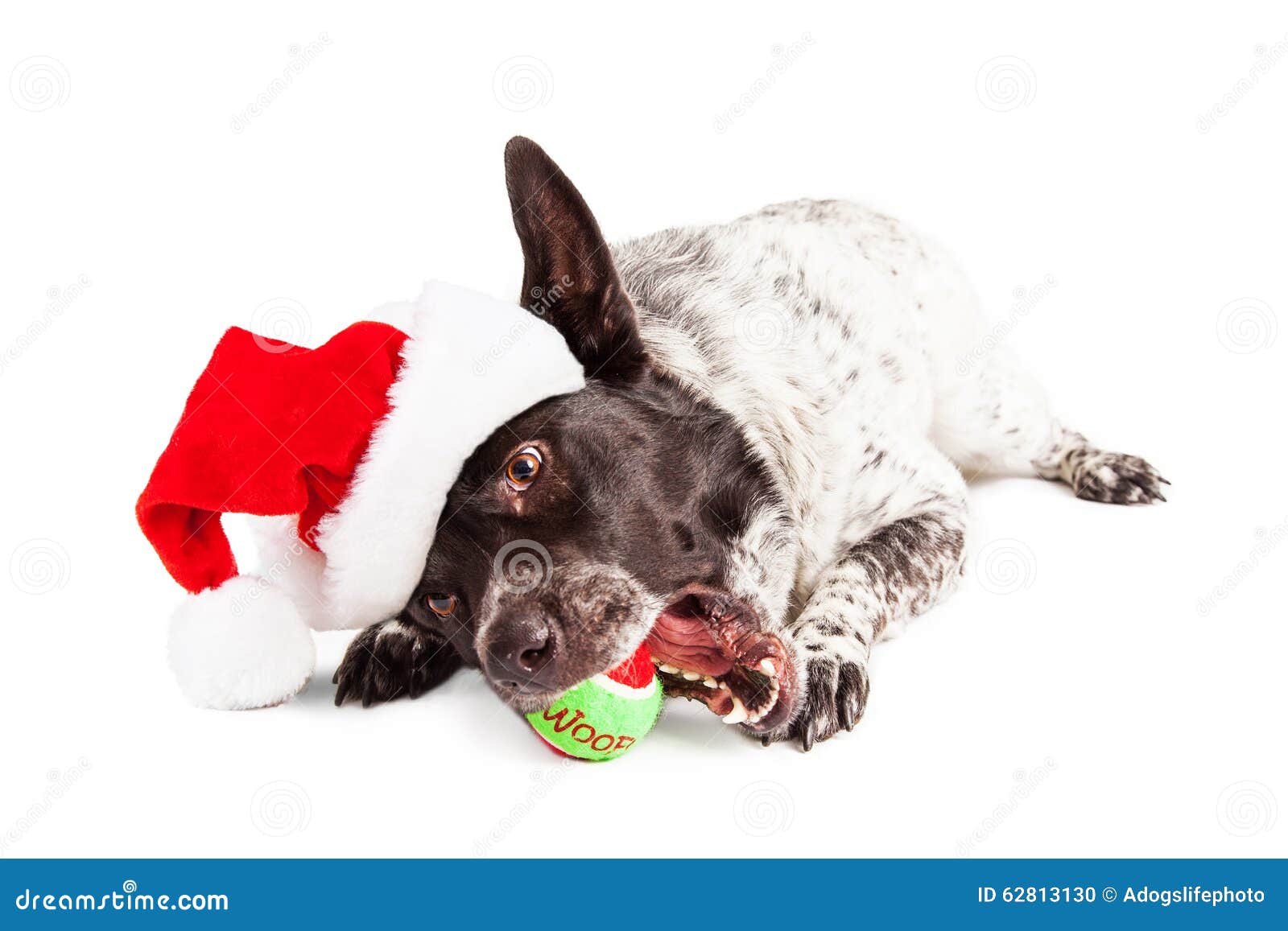 christmas dog chewing on tennis ball stock photo image large christmas ornament ball