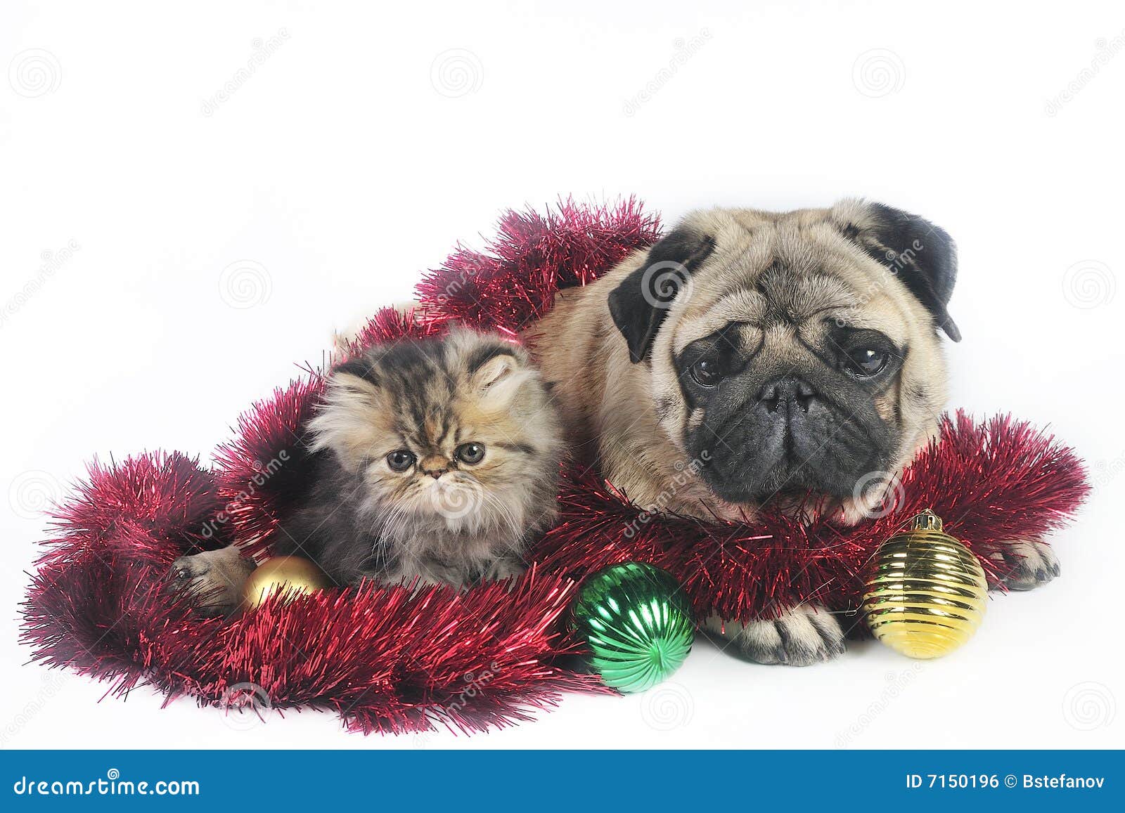 christmas dog and kittens royalty free stock image image christmas ornaments boxer dog
