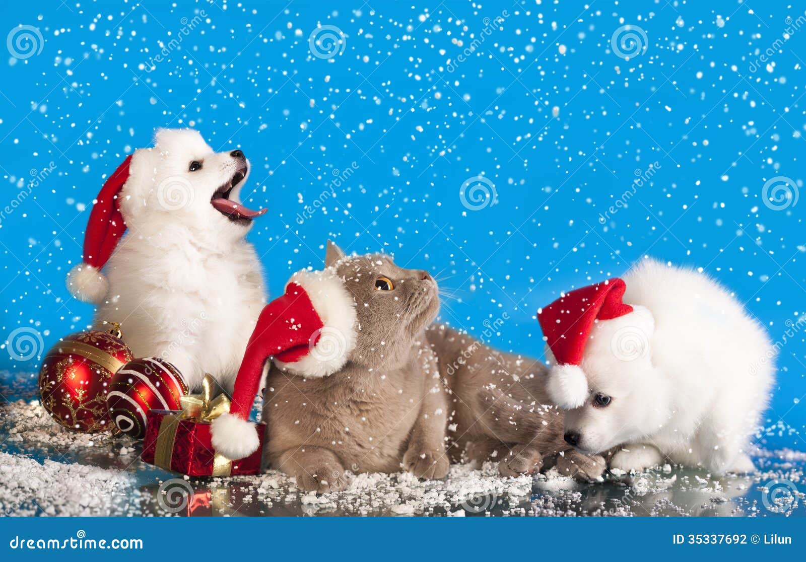 White People Christmas Cards Dog Cat White People Christmas Cards Dog Cat