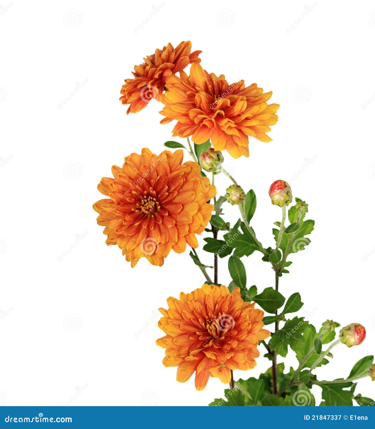 clip art chrysanthemum flowers - photo #31