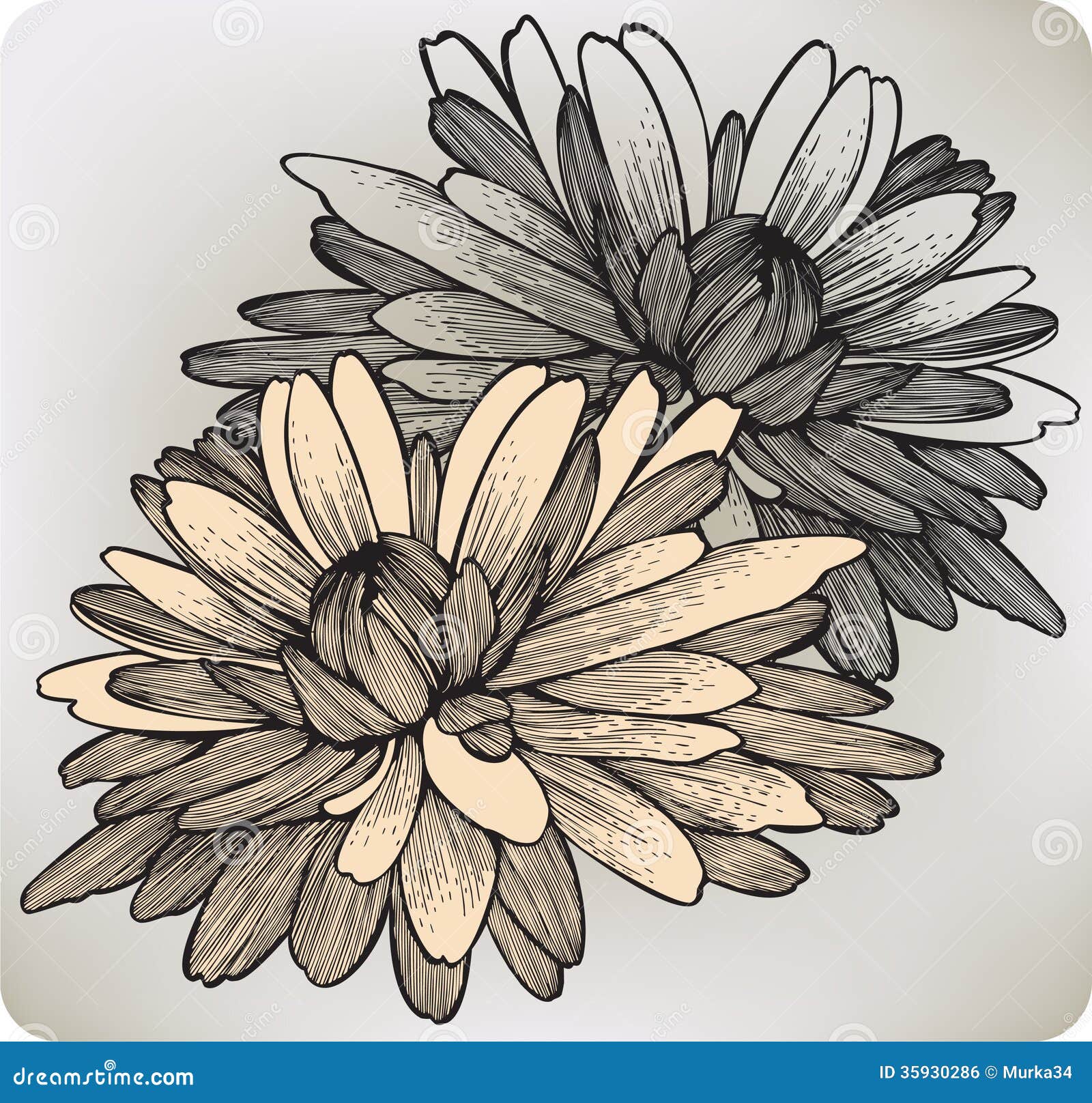 Chrysanthemum Flower, Handdrawing. Vector Illustr Royalty Free Stock 