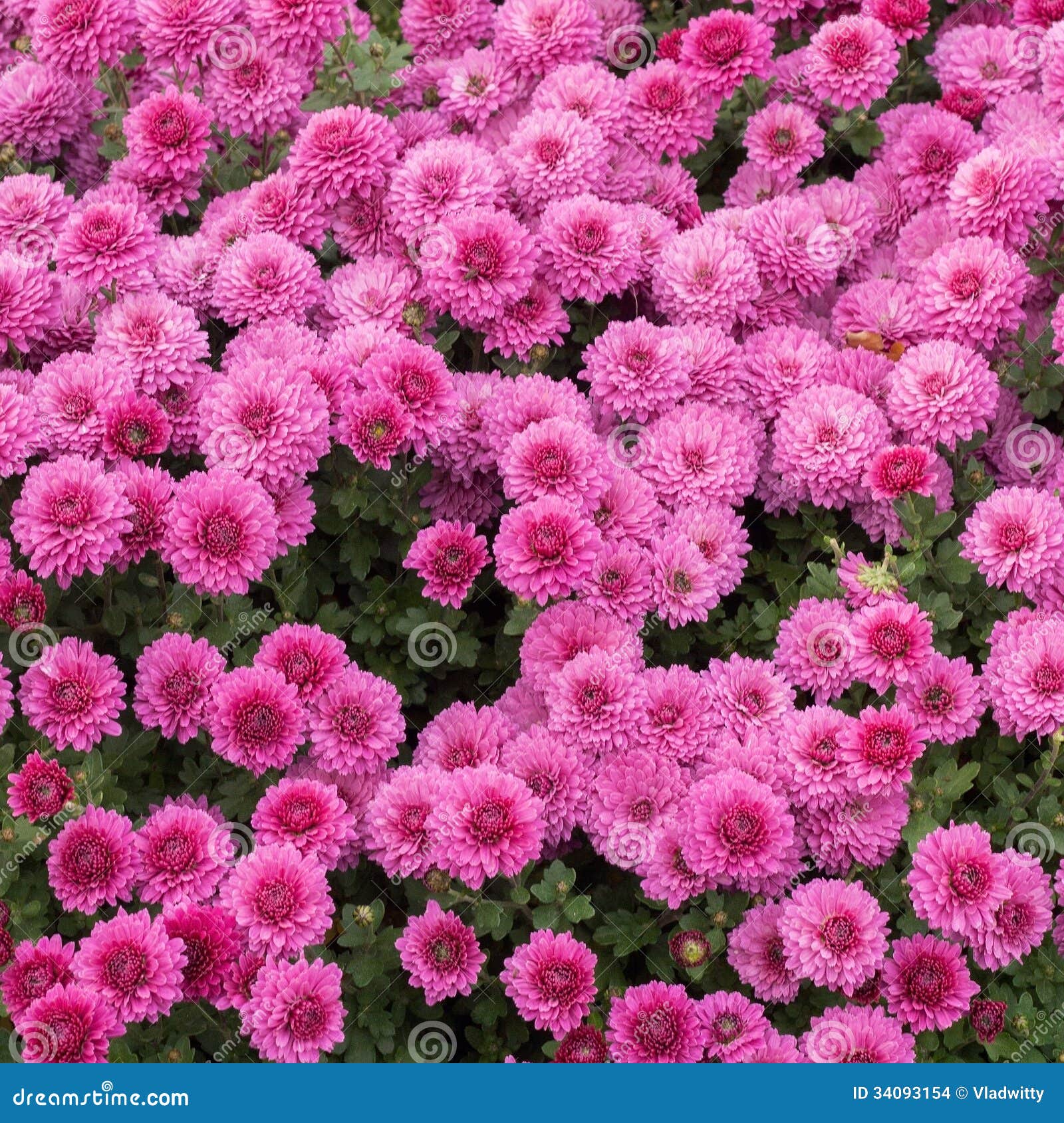 Chrysanthemum Flower Stock Images  Image: 34093154