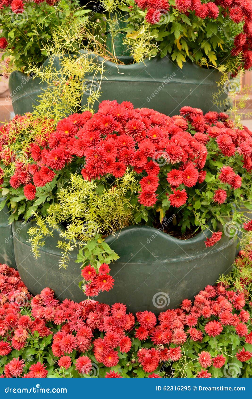 Chrysanthemum