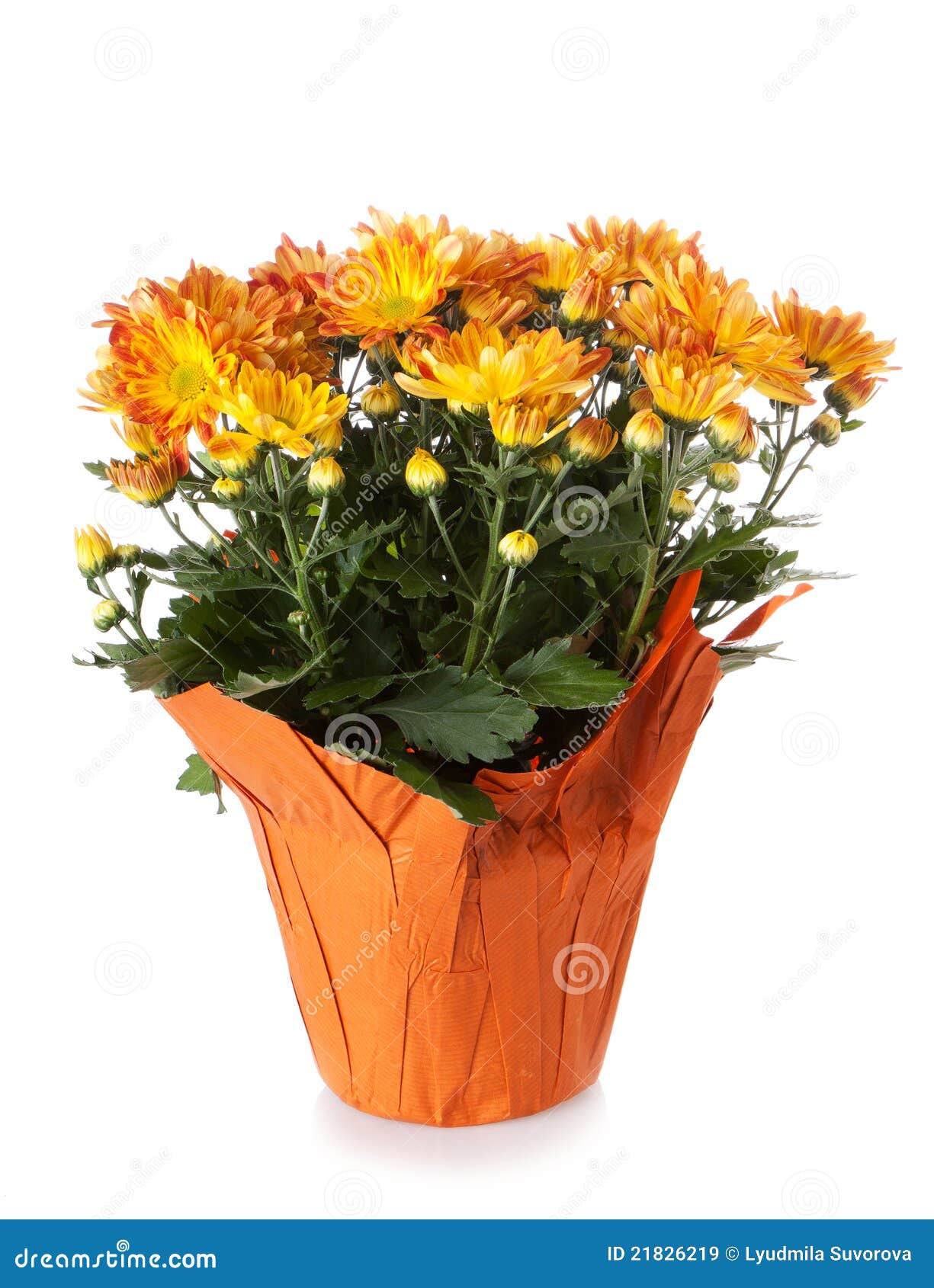 Chrysanthemum In A Pot Royalty Free Stock Images  Image: 21826219