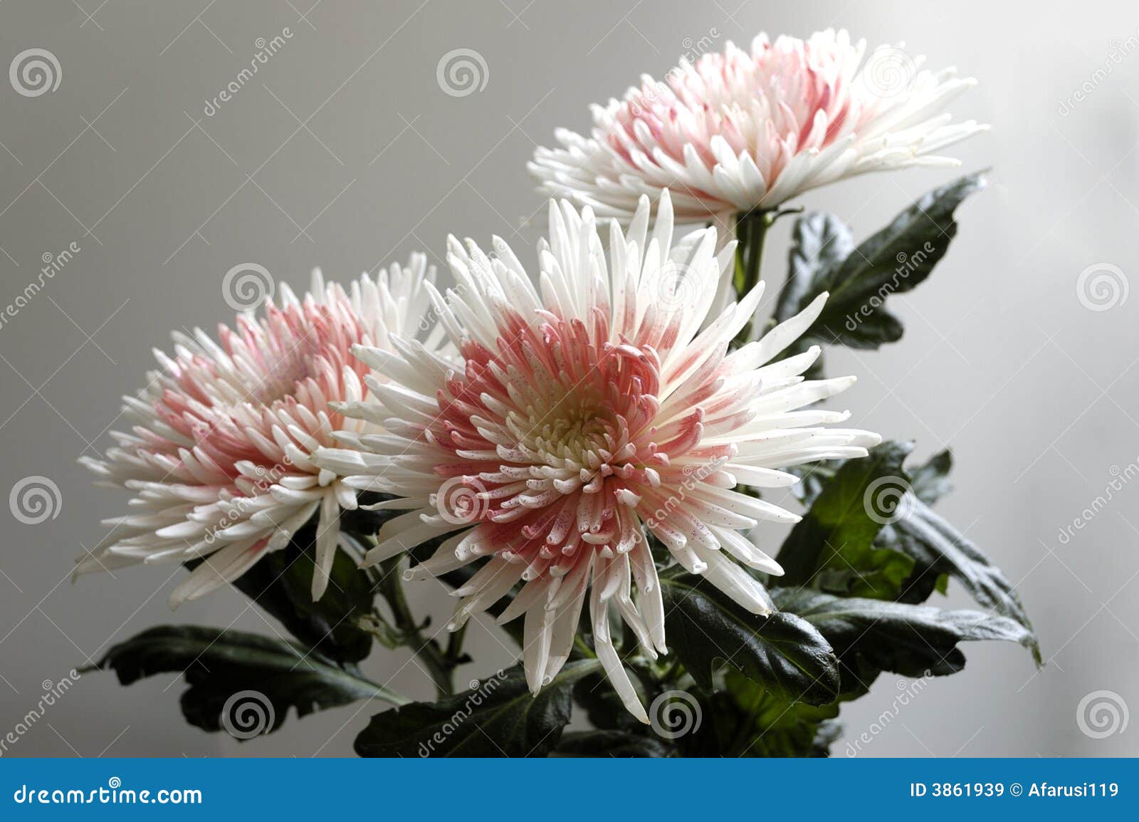 a critical reading of odour of chrysanthemums ‘odour of chrysanthemums’ is a popular story, with a substantial body of secondary critical and contextual materials questions to guide reading and seminar. a critical reading of odour of chrysanthemums ‘odour of chrysanthemums’ is a popular story, with a substantial body of secondary critical and contextual materials questions to guide reading and seminar.