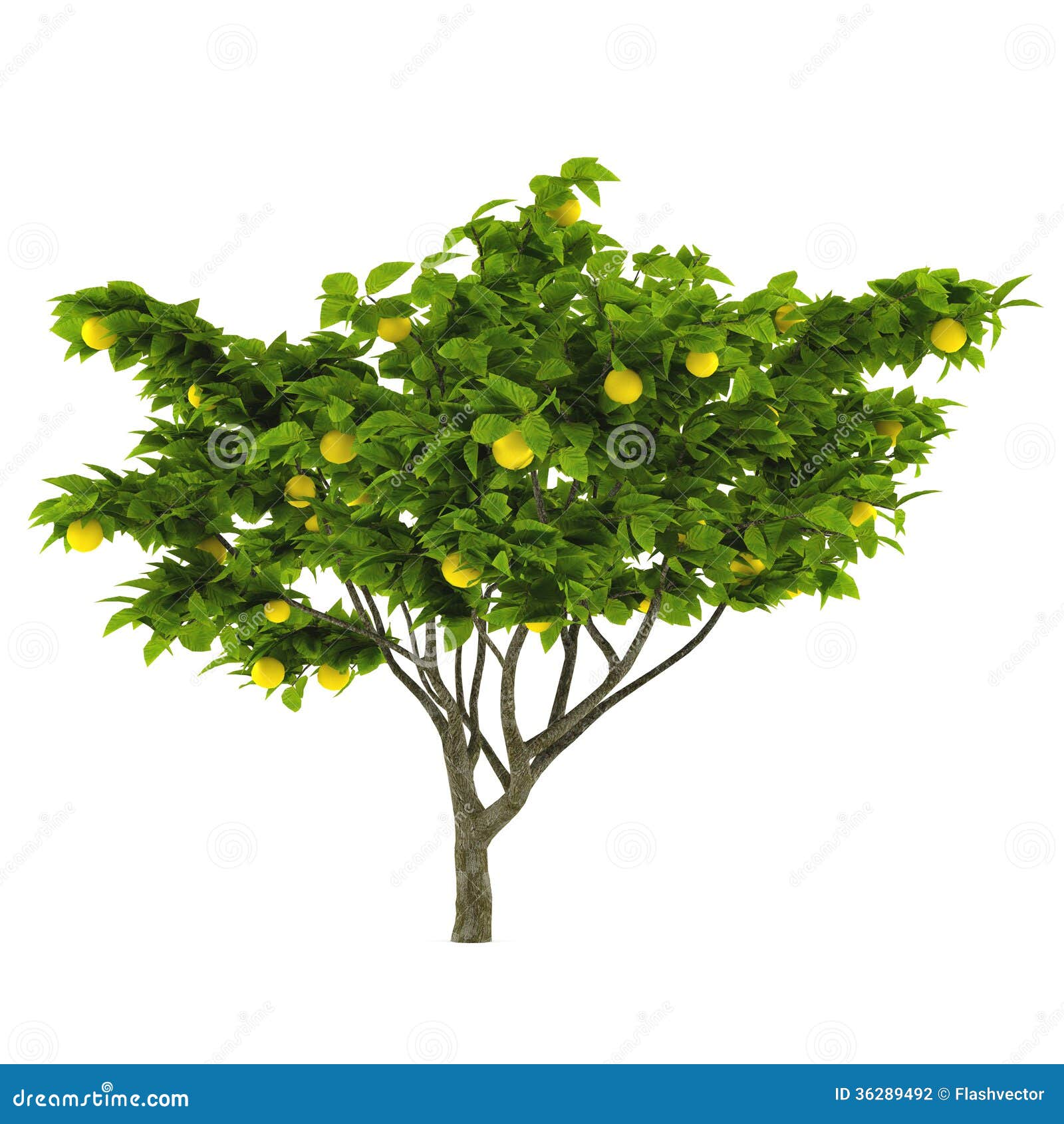 clipart lemon tree - photo #7