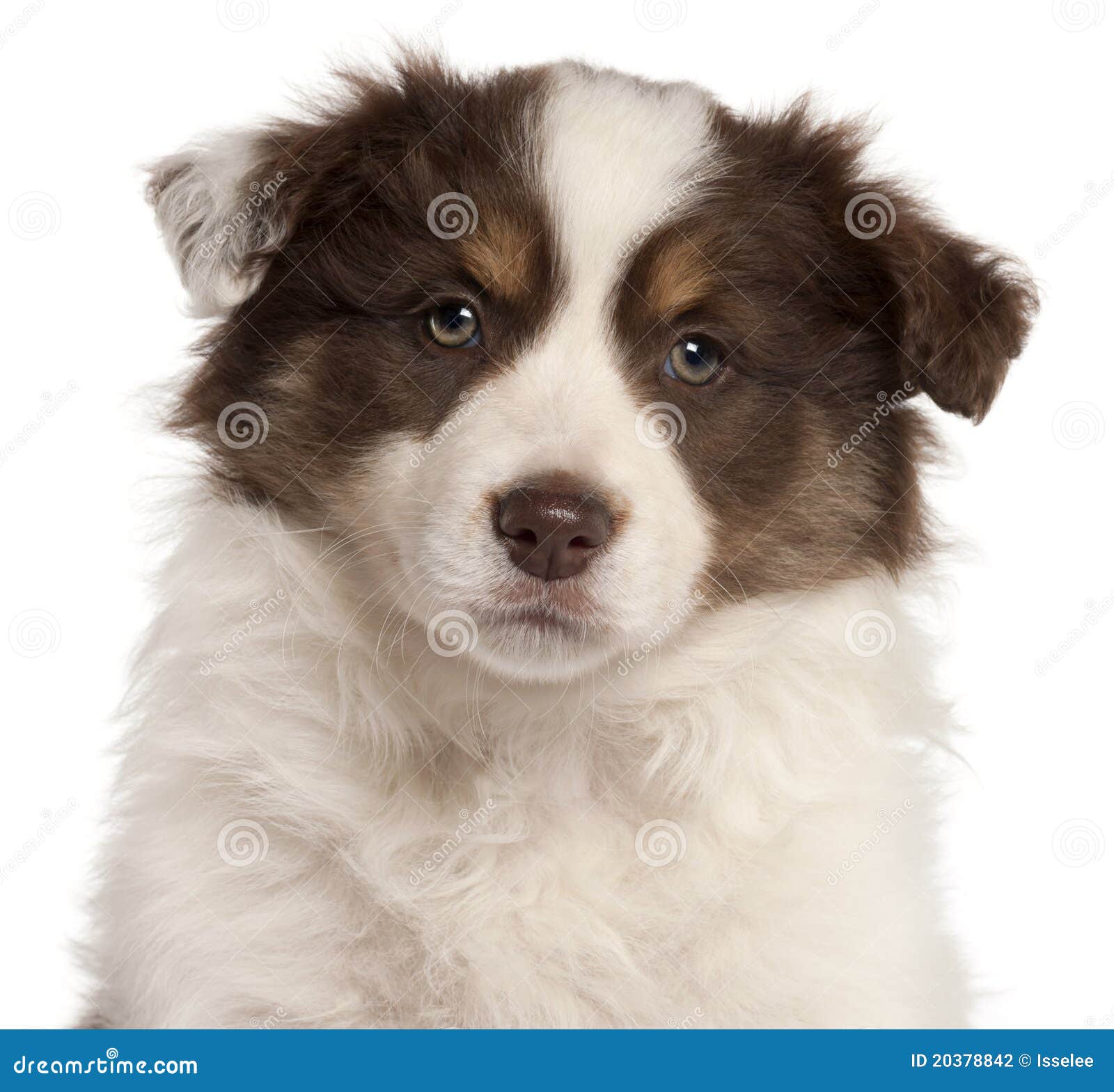 Close-up Of Border Collie Puppy, 2 Months Old Stock ...