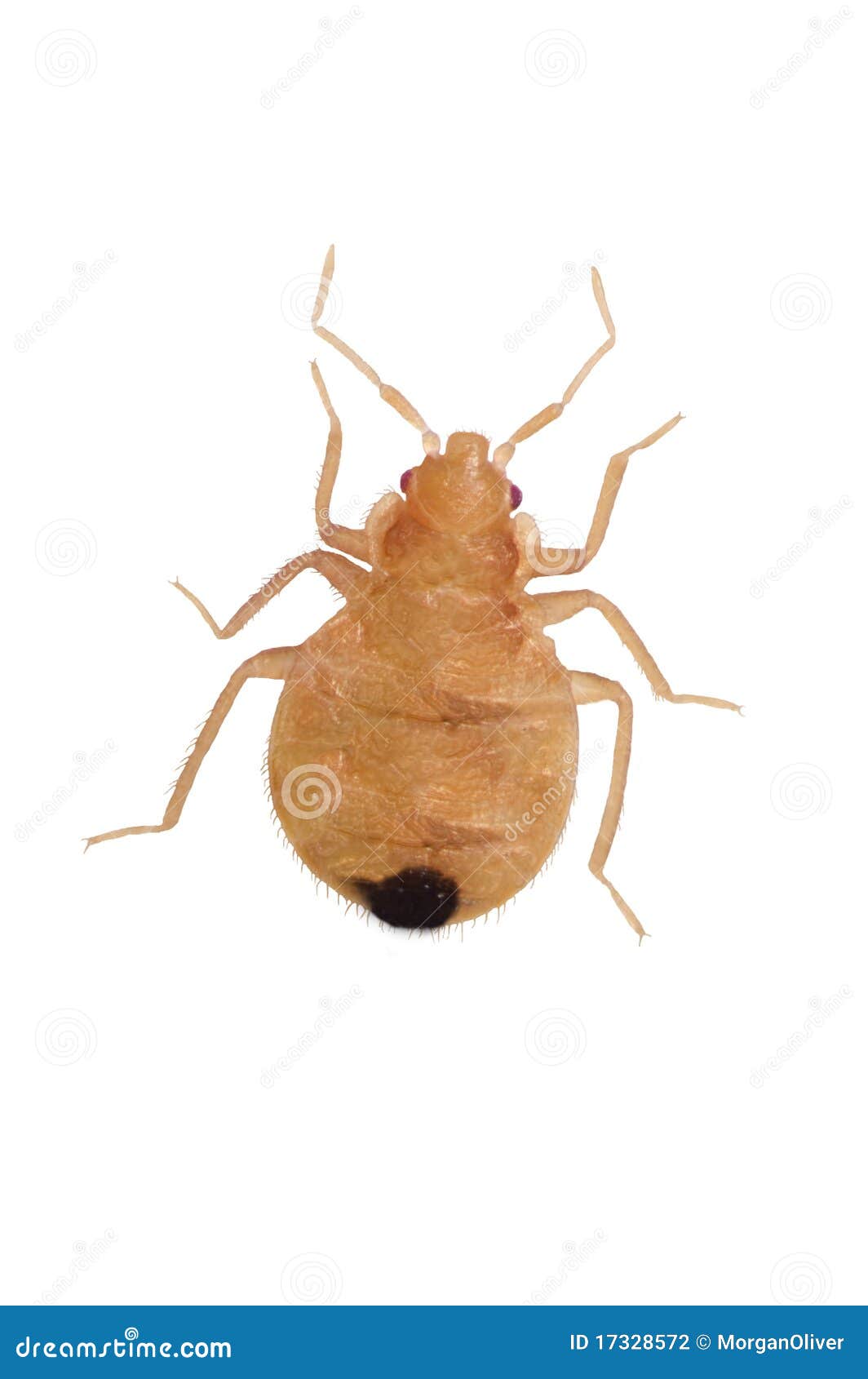 More similar stock images of ` Close-up Juvenile Bedbugs `