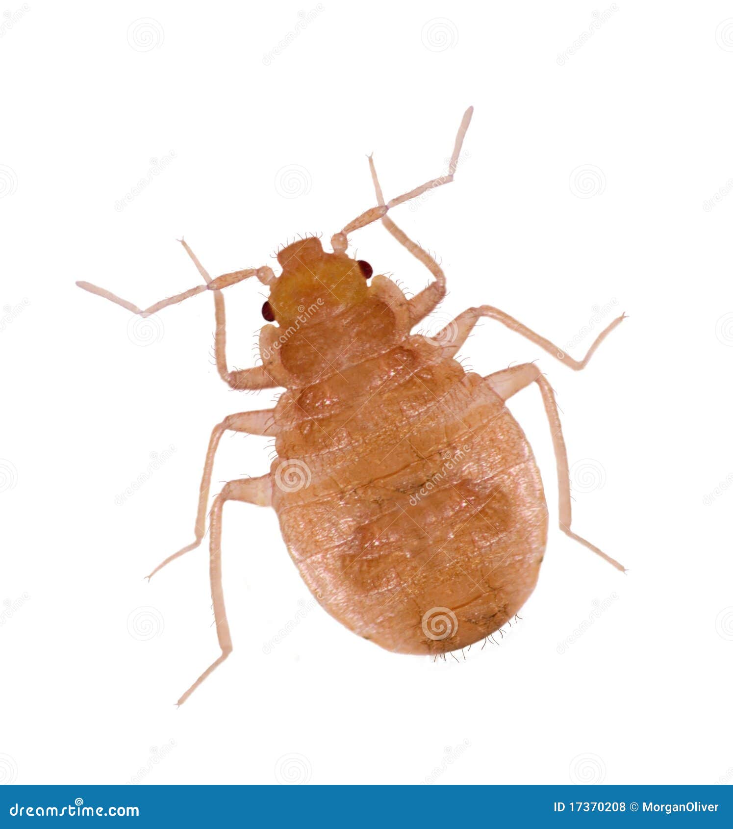 Close-up Juvenile Bedbugs Royalty Free Stock Photos - Image: 17370208